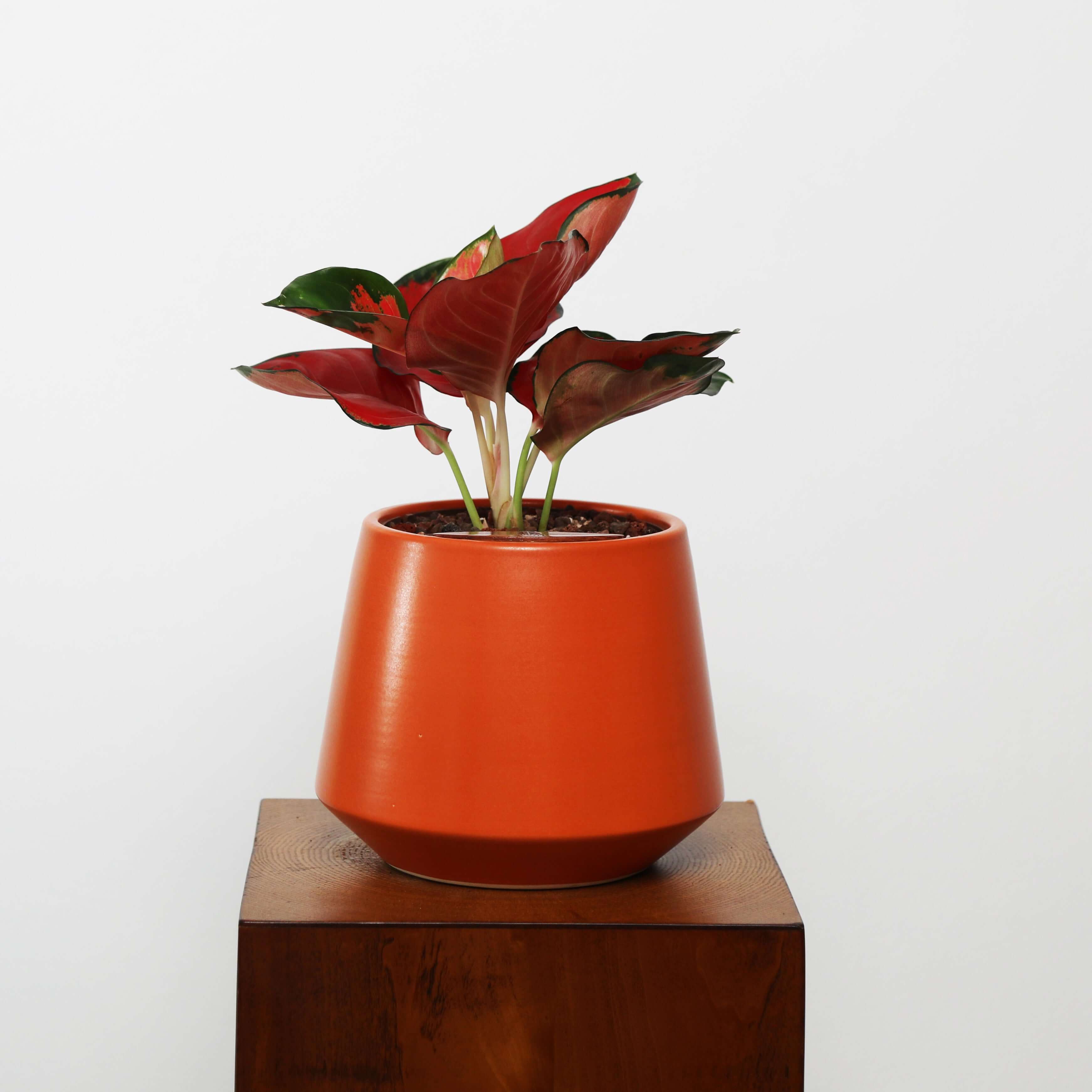 Aglaonema in Toto pot