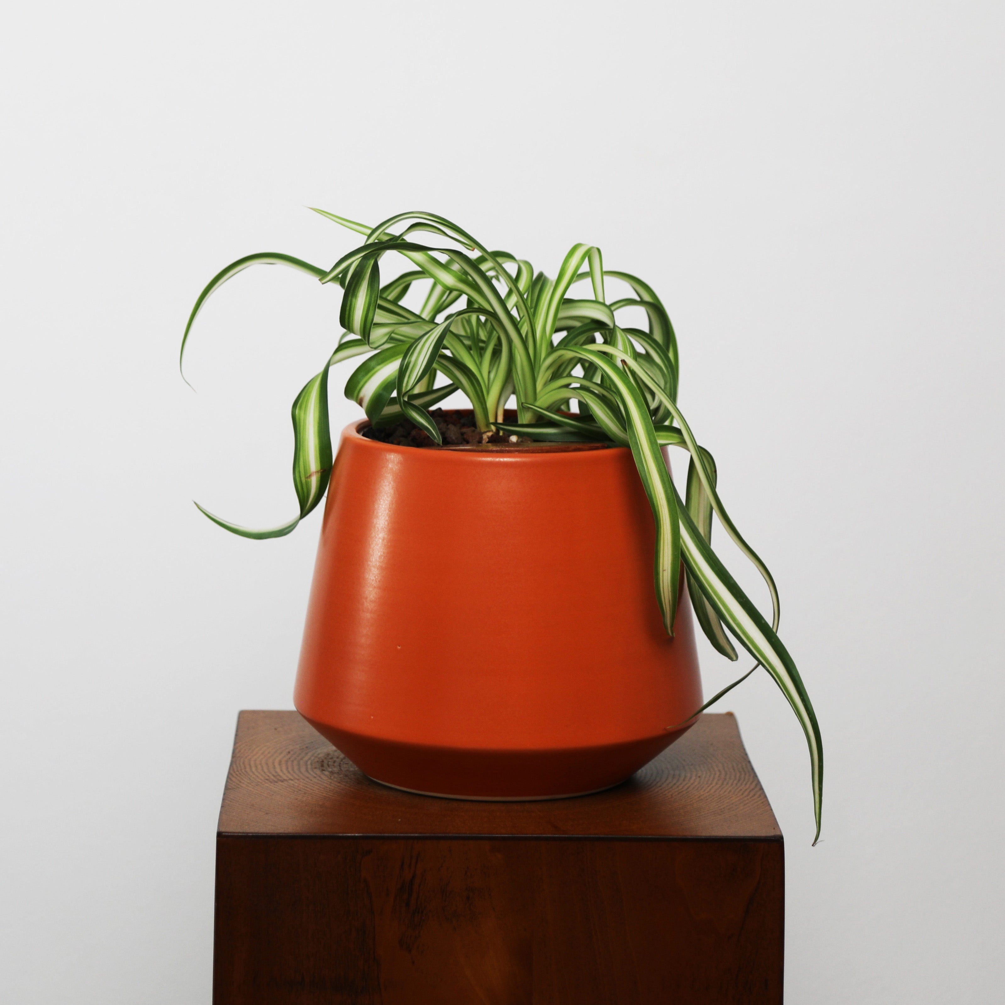 Bonnie Spider Plant in Toto pot (Chlorophytum comosum)