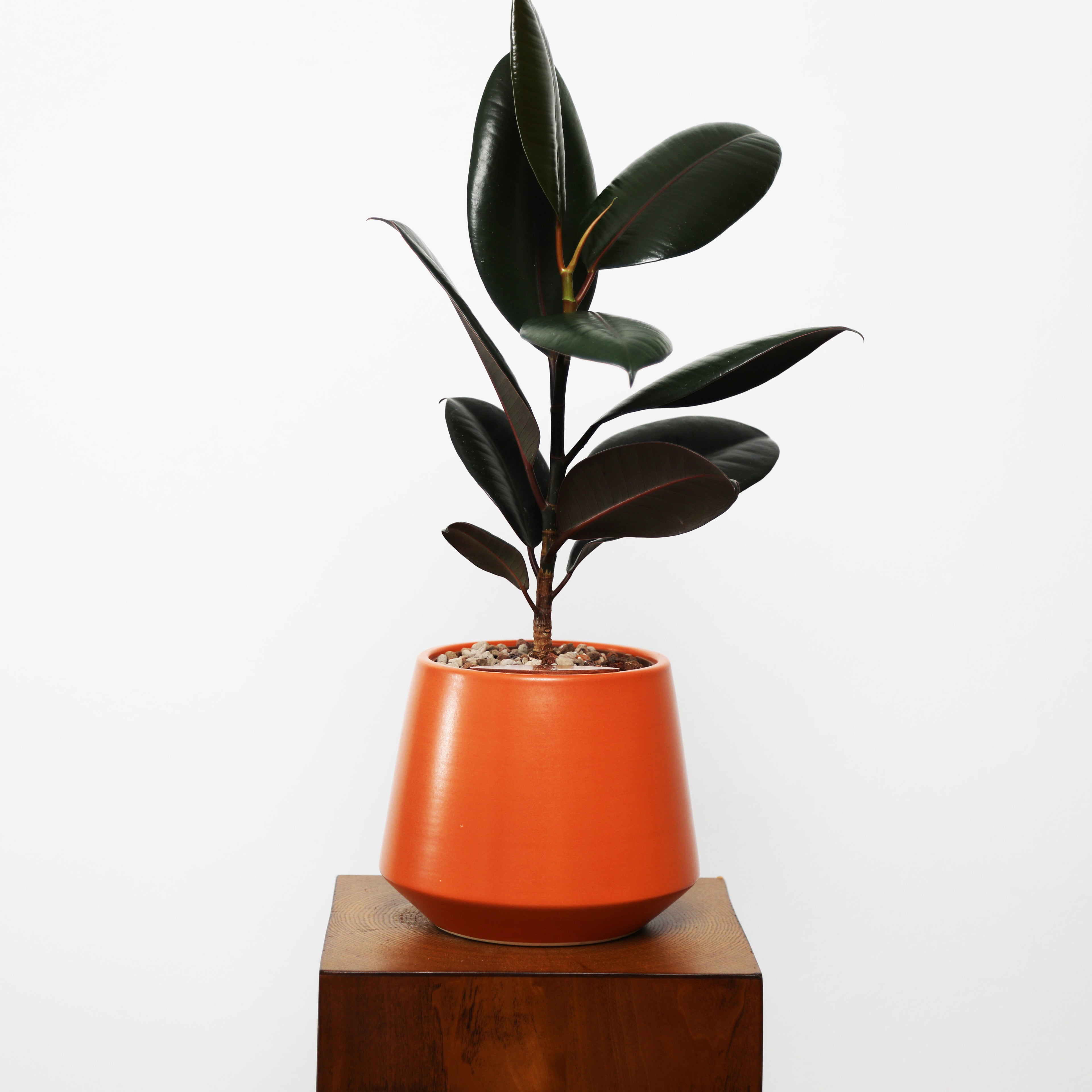 Rubber Fig in Toto pot (Ficus Elastica)