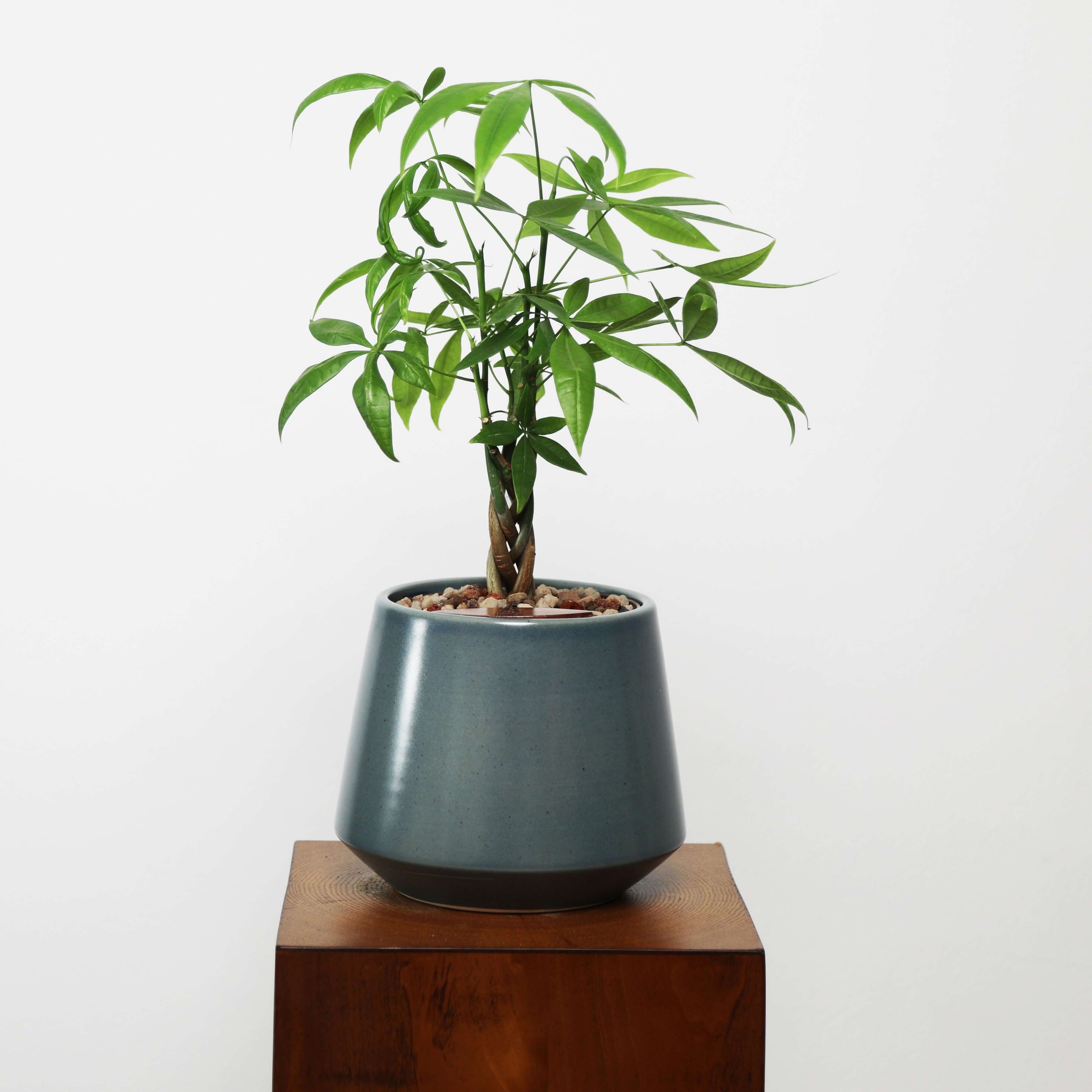 Money Tree in Toto pot (Pachira Aquatica)
