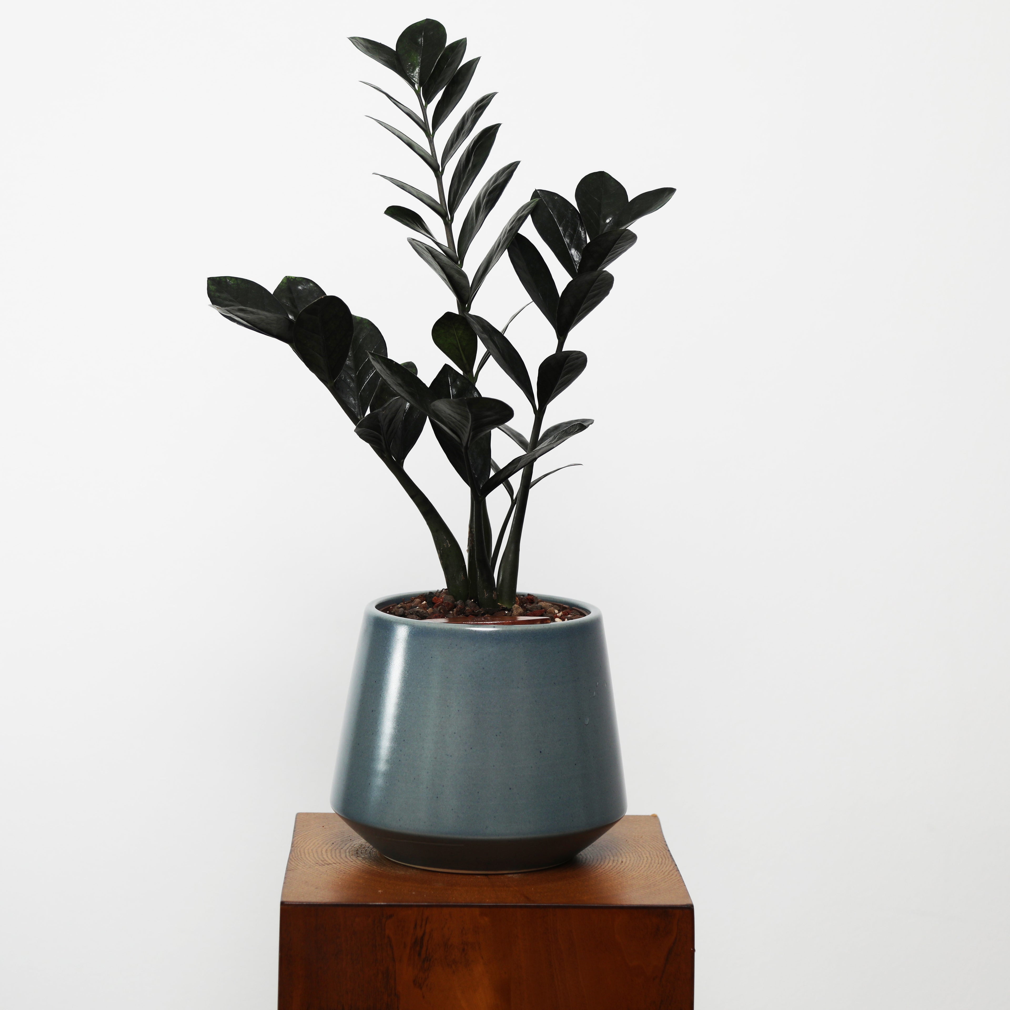 ZZ Plant in Toto pot
