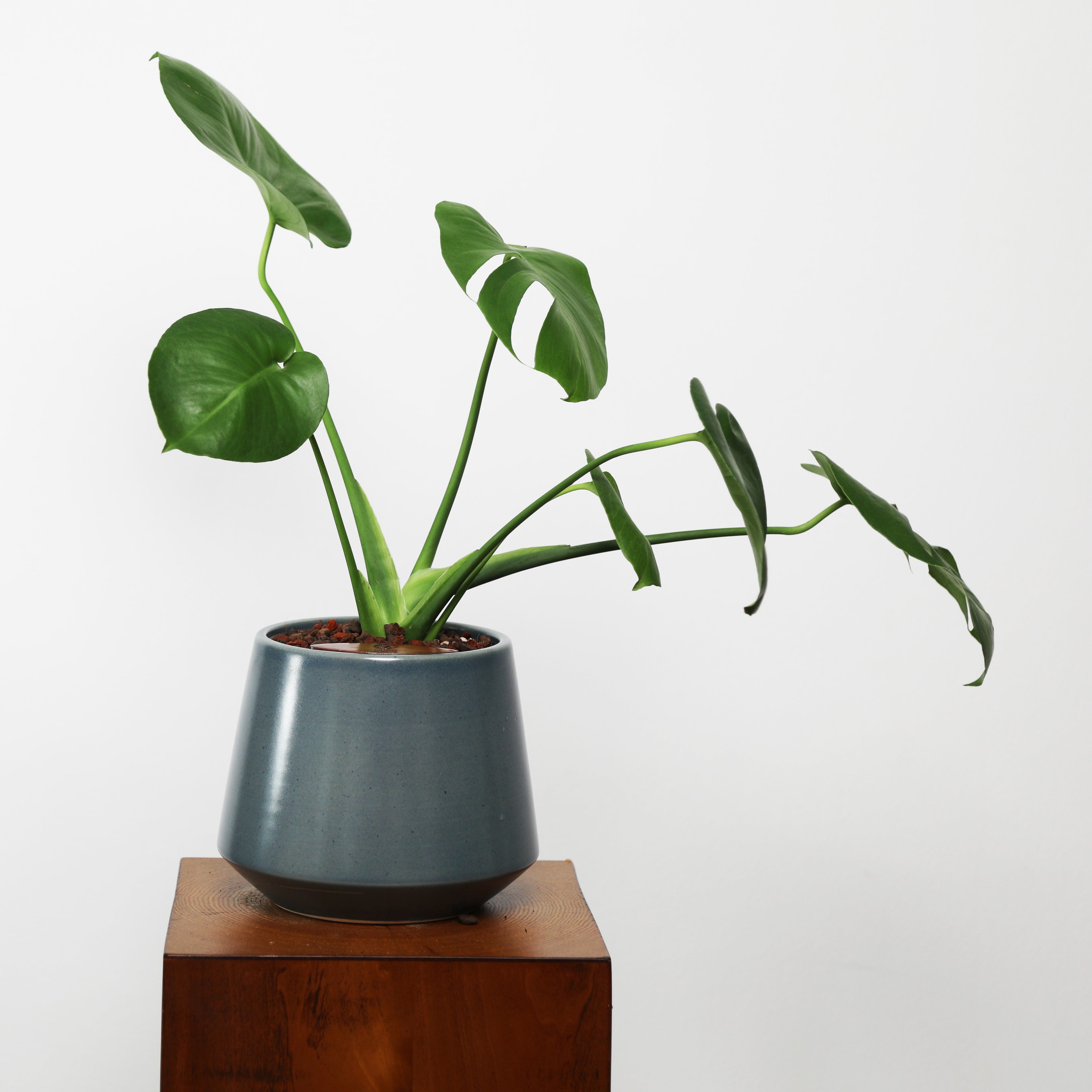 Monstera in Toto pot
