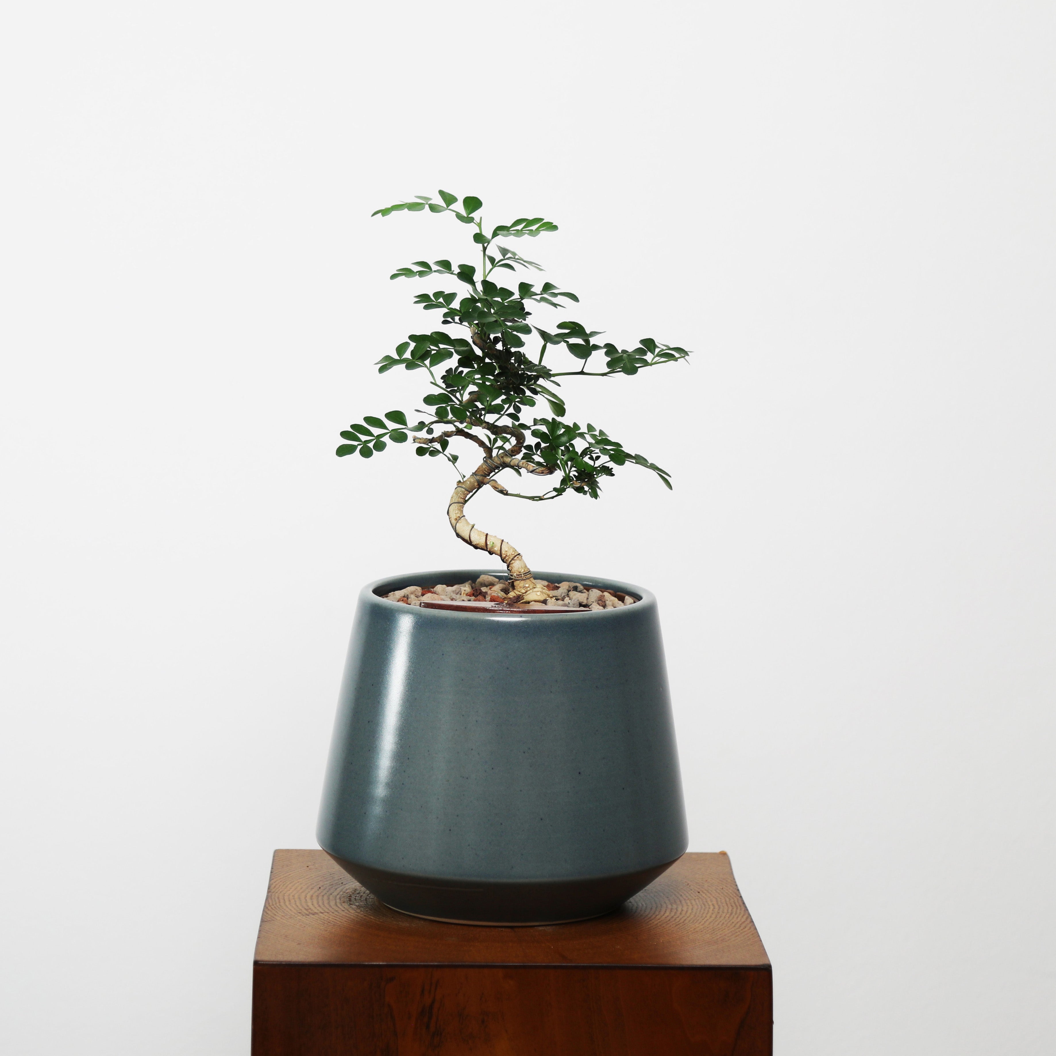 Bonsai in Toto pot (Feroniea Lucida Bonsai)