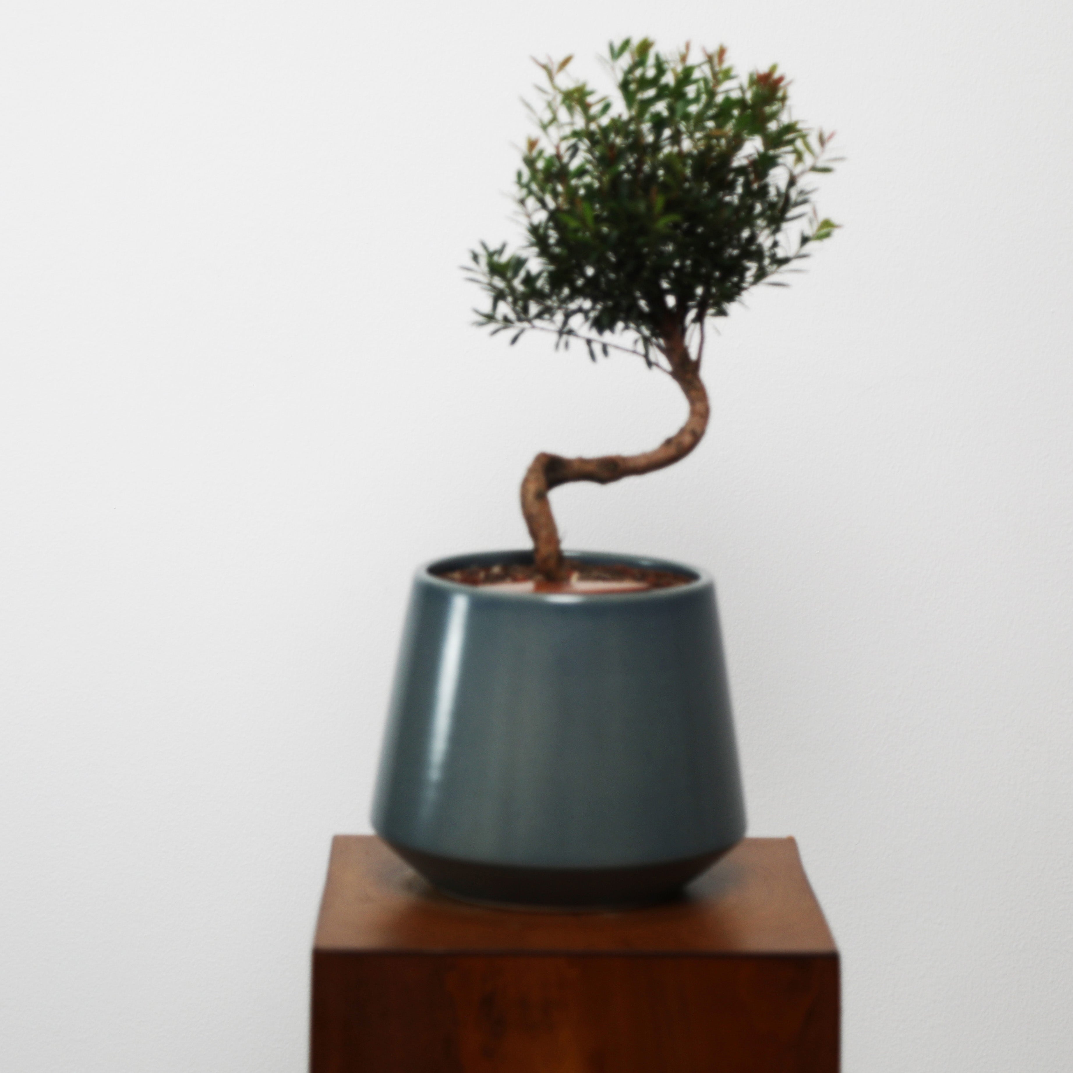 Bonsai in Toto pot (Syzygium buxifolium)