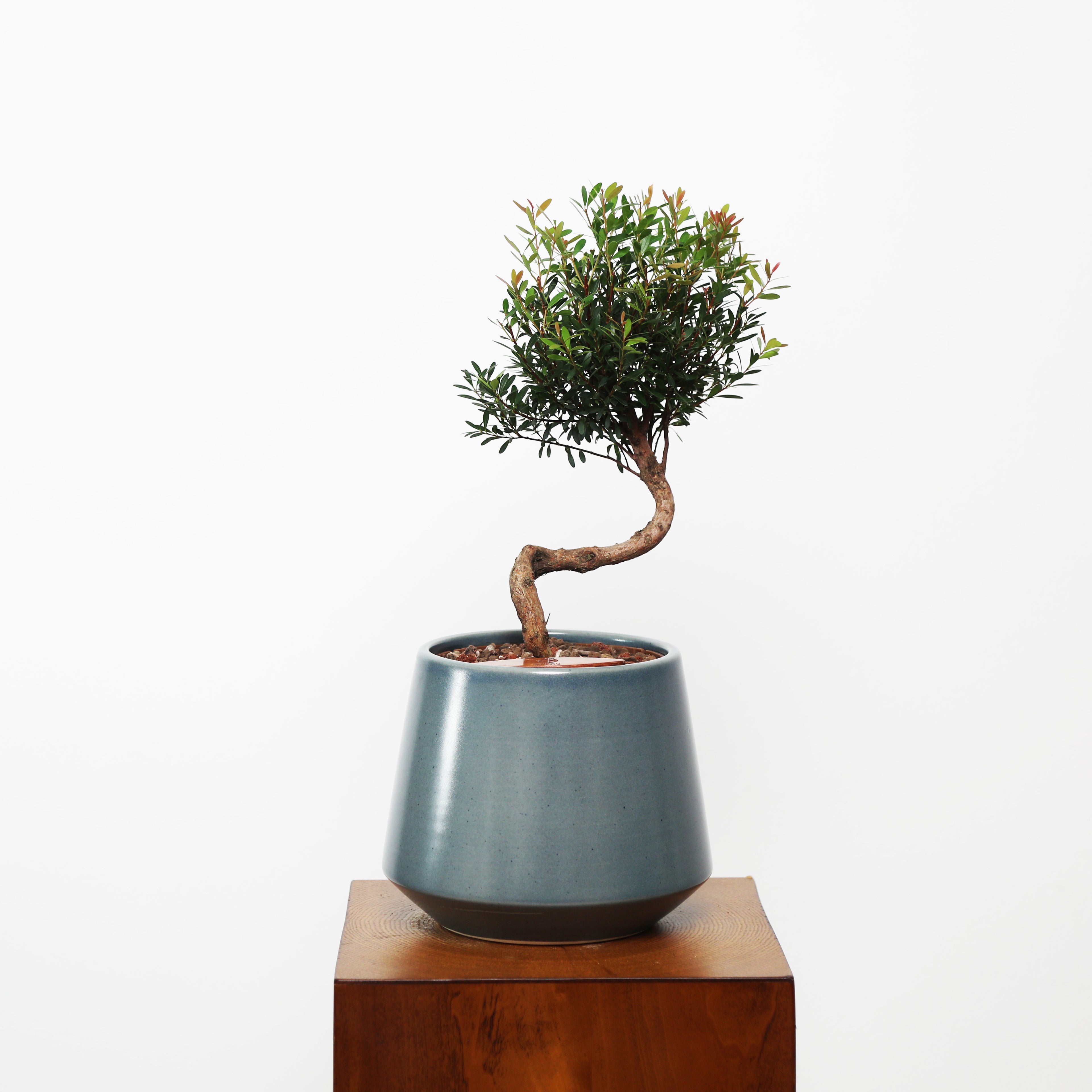 Bonsai in Toto pot (Syzygium buxifolium)