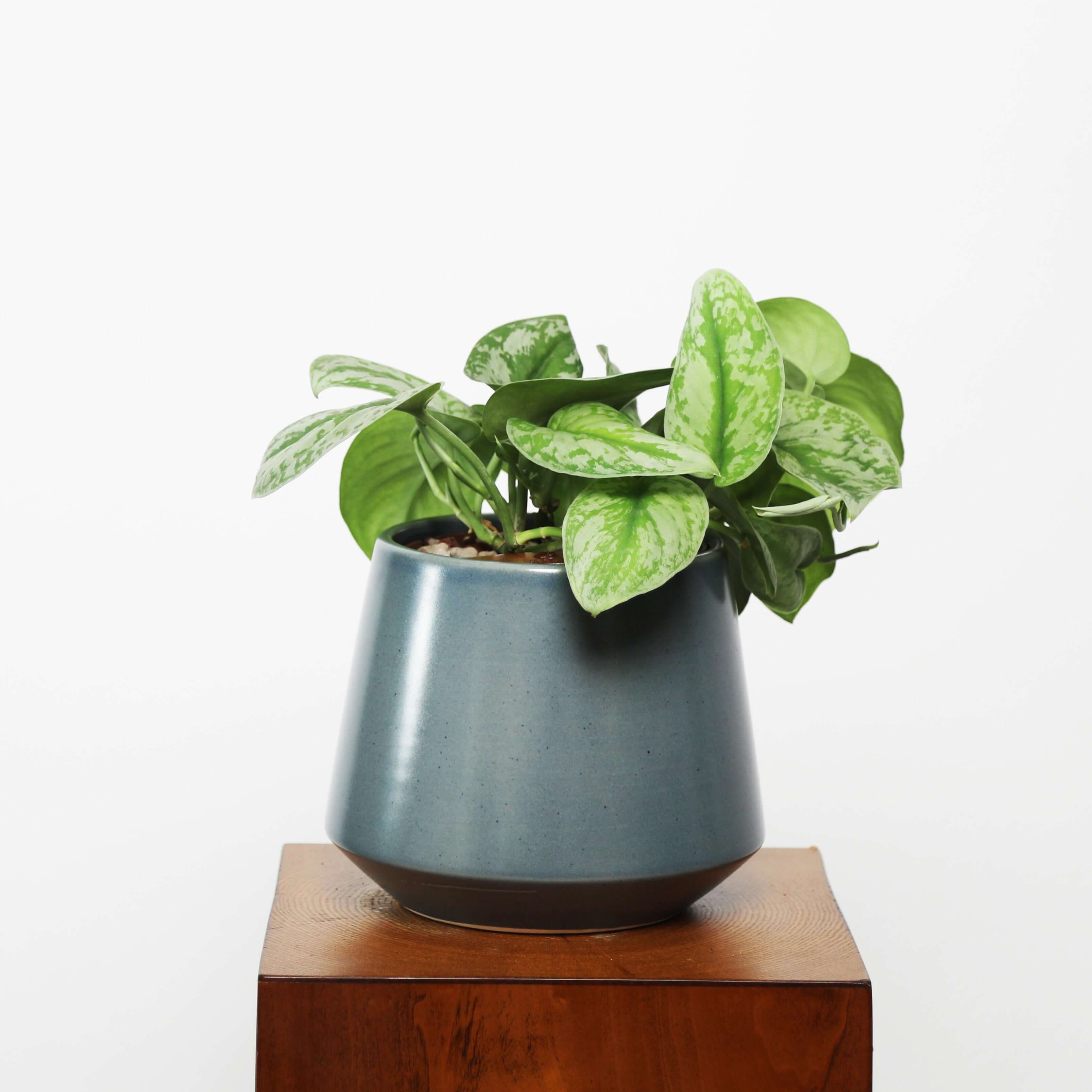 Satin Pothos in Toto pot (Scindapsus Pictus ‘Exotica’)