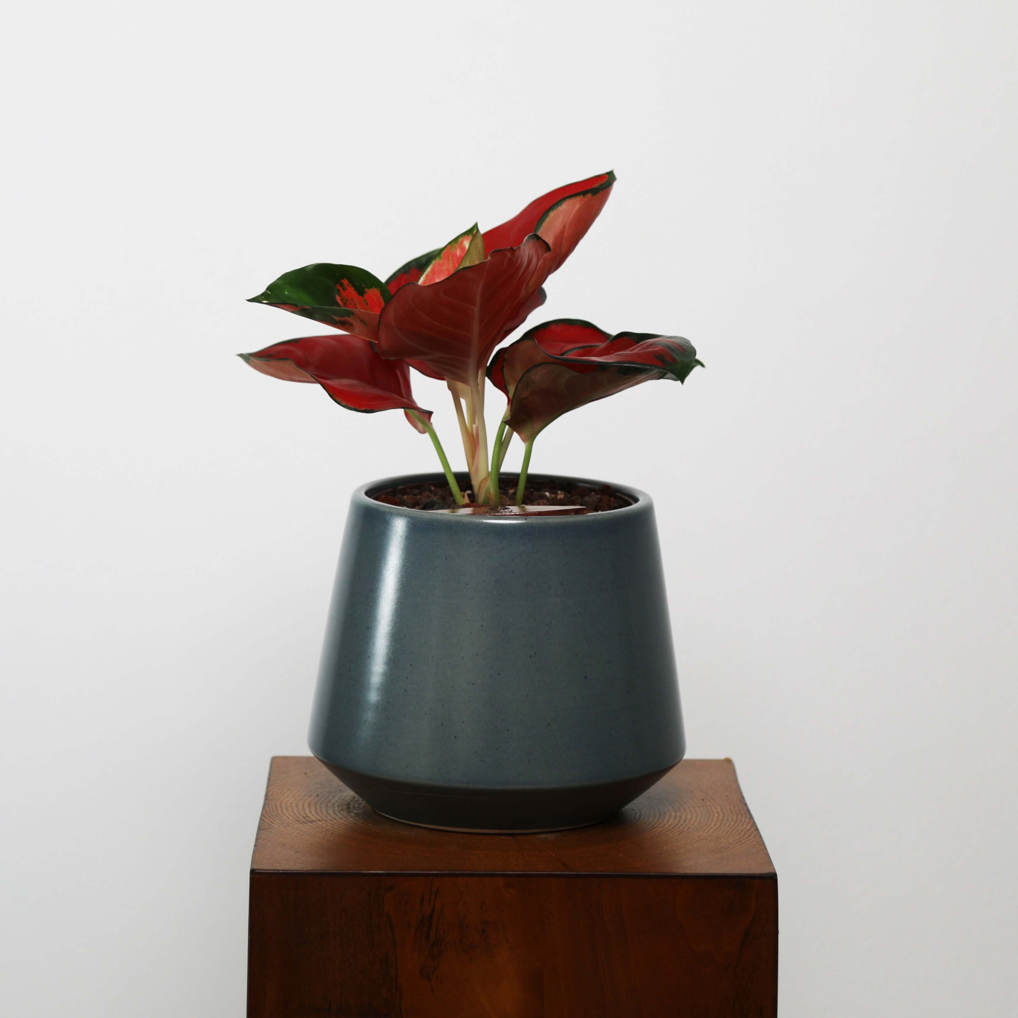 Aglaonema in Toto pot