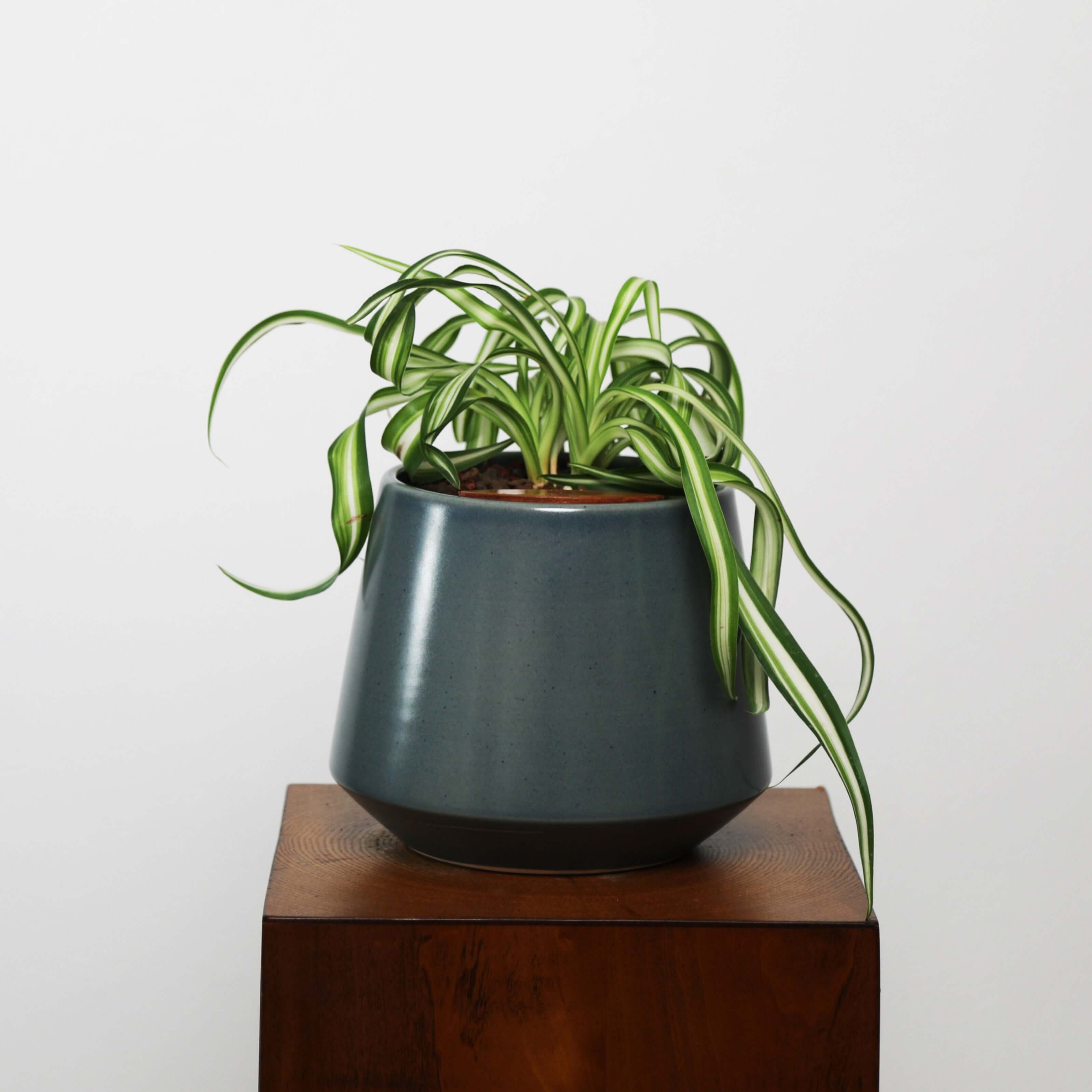 Bonnie Spider Plant in Toto pot (Chlorophytum comosum)