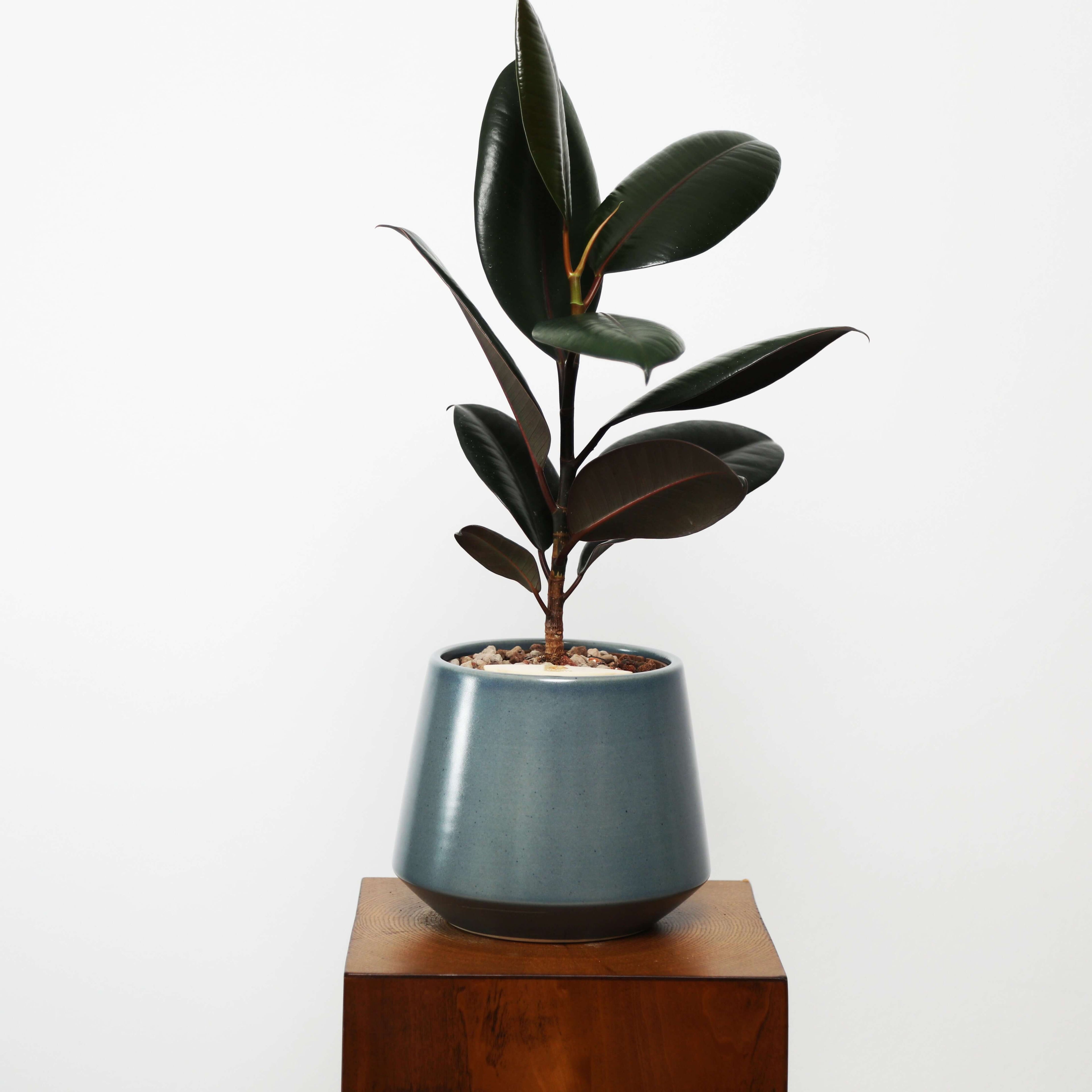 Rubber Fig in Toto pot (Ficus Elastica)