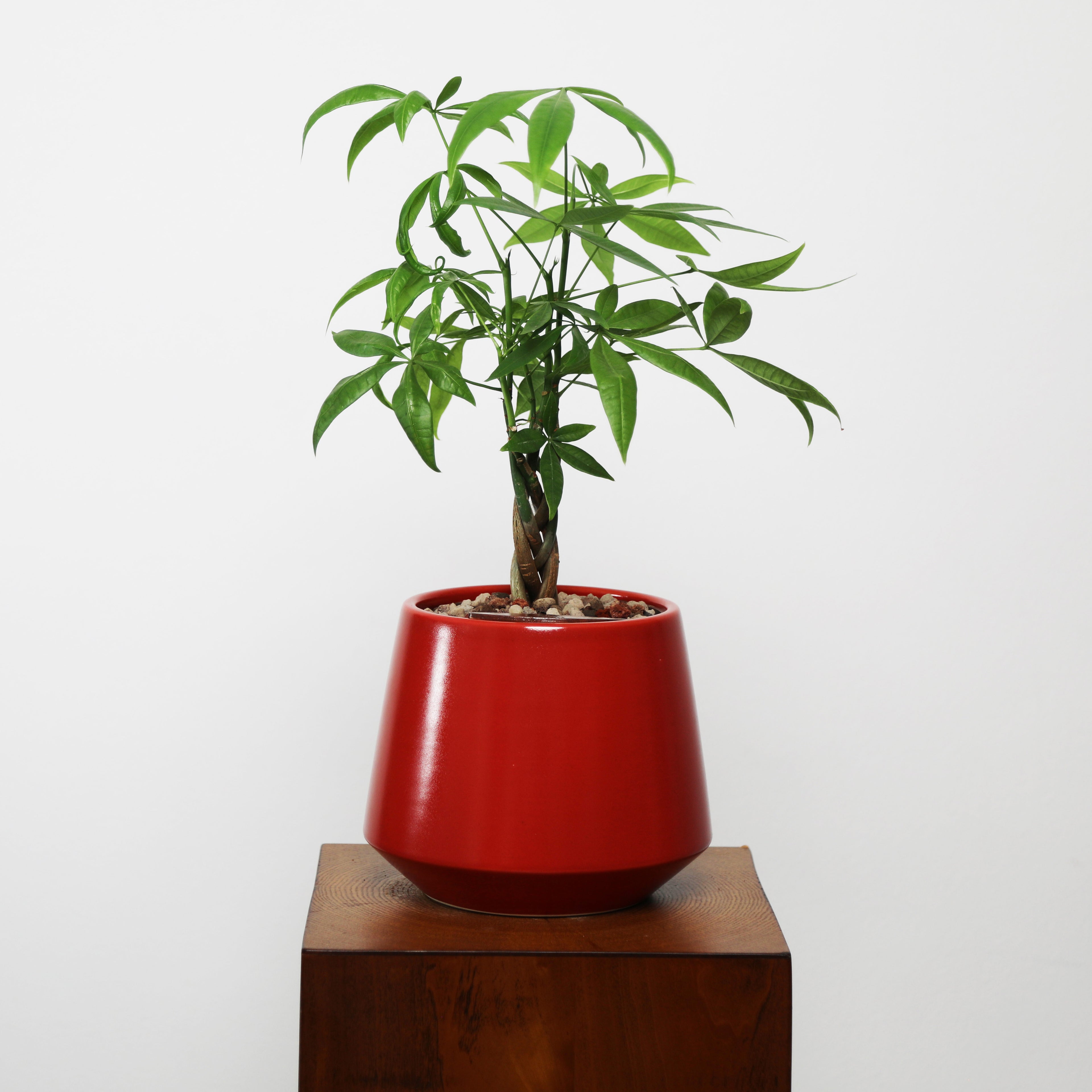 Money Tree in Toto pot (Pachira Aquatica)