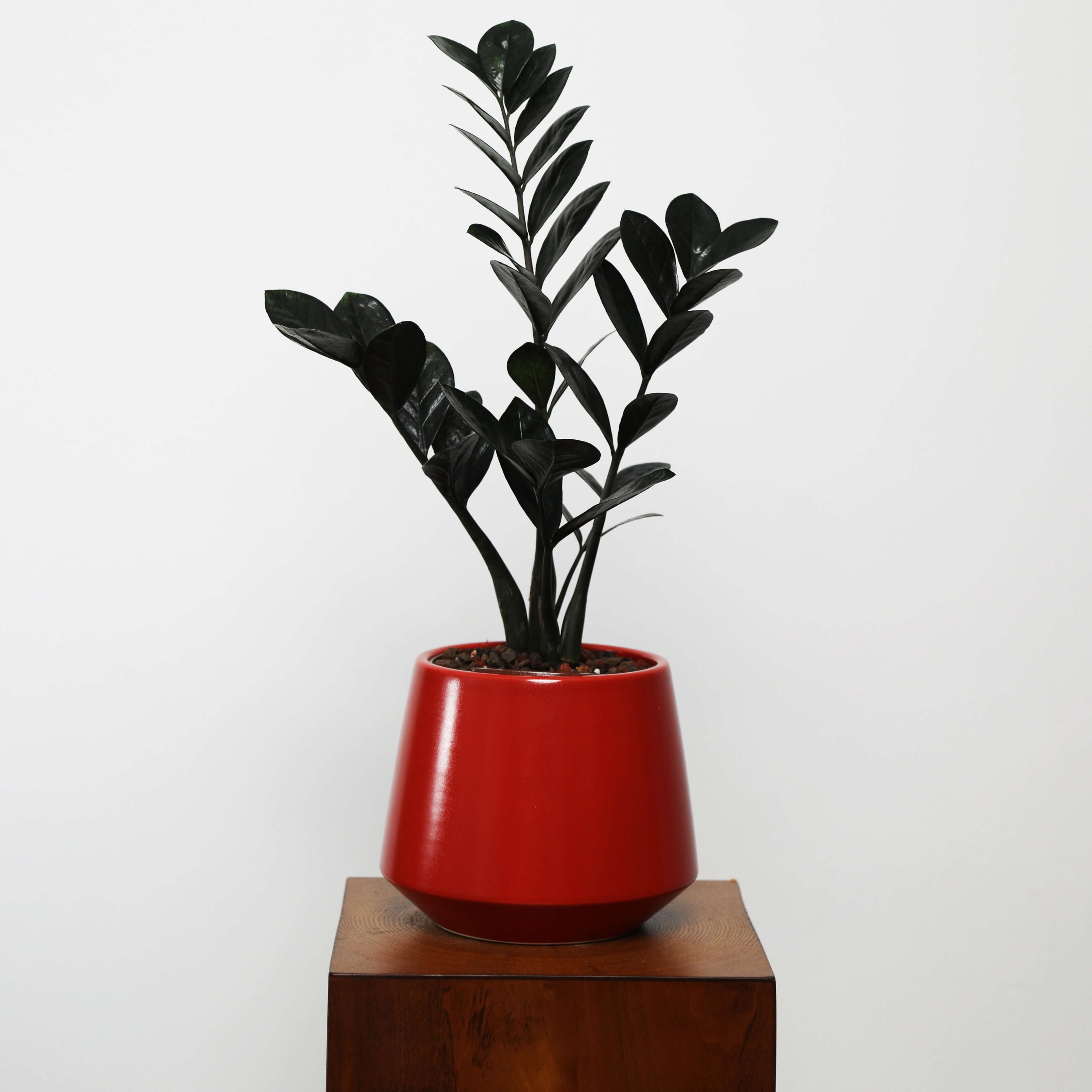 ZZ Plant in Toto pot