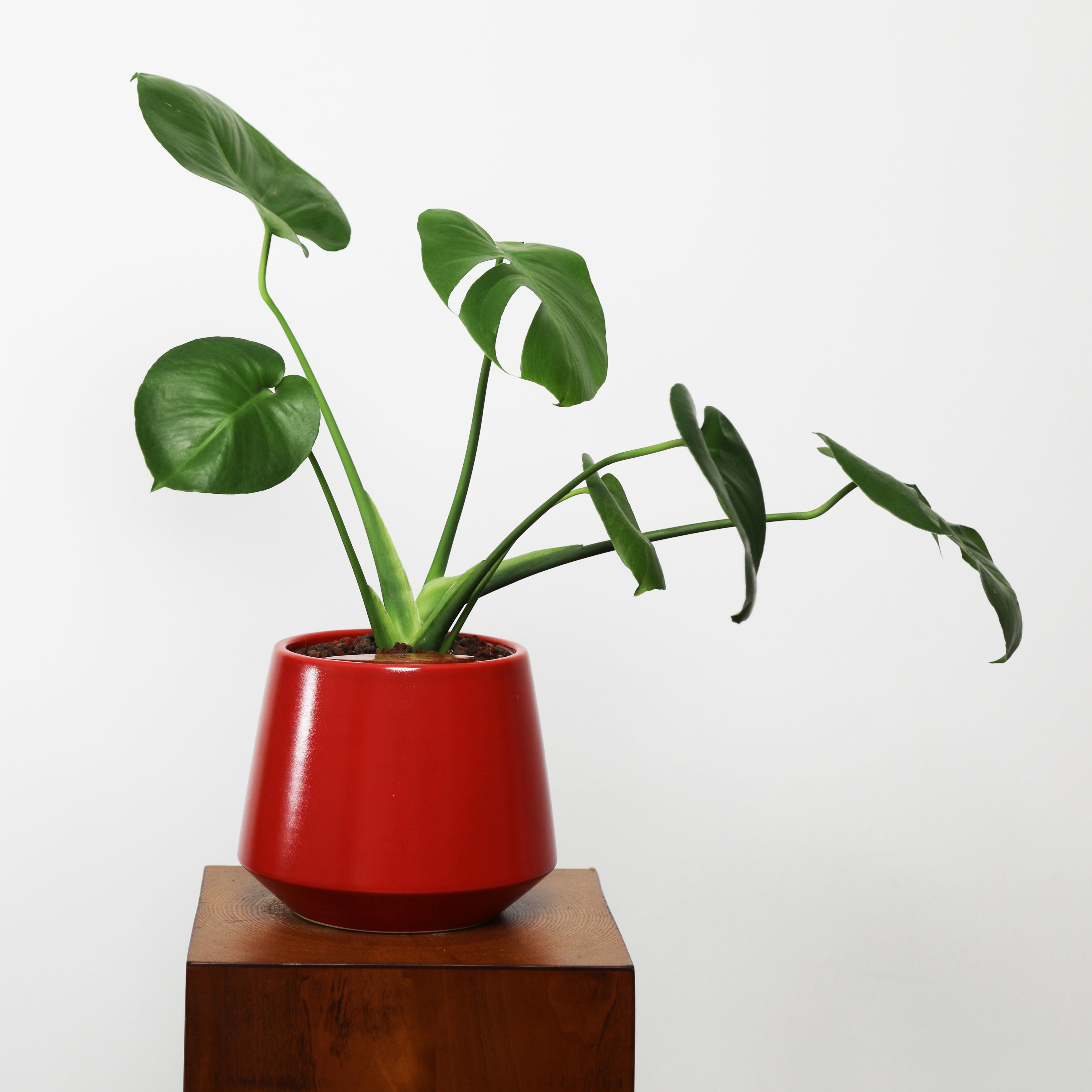 Monstera in Toto pot