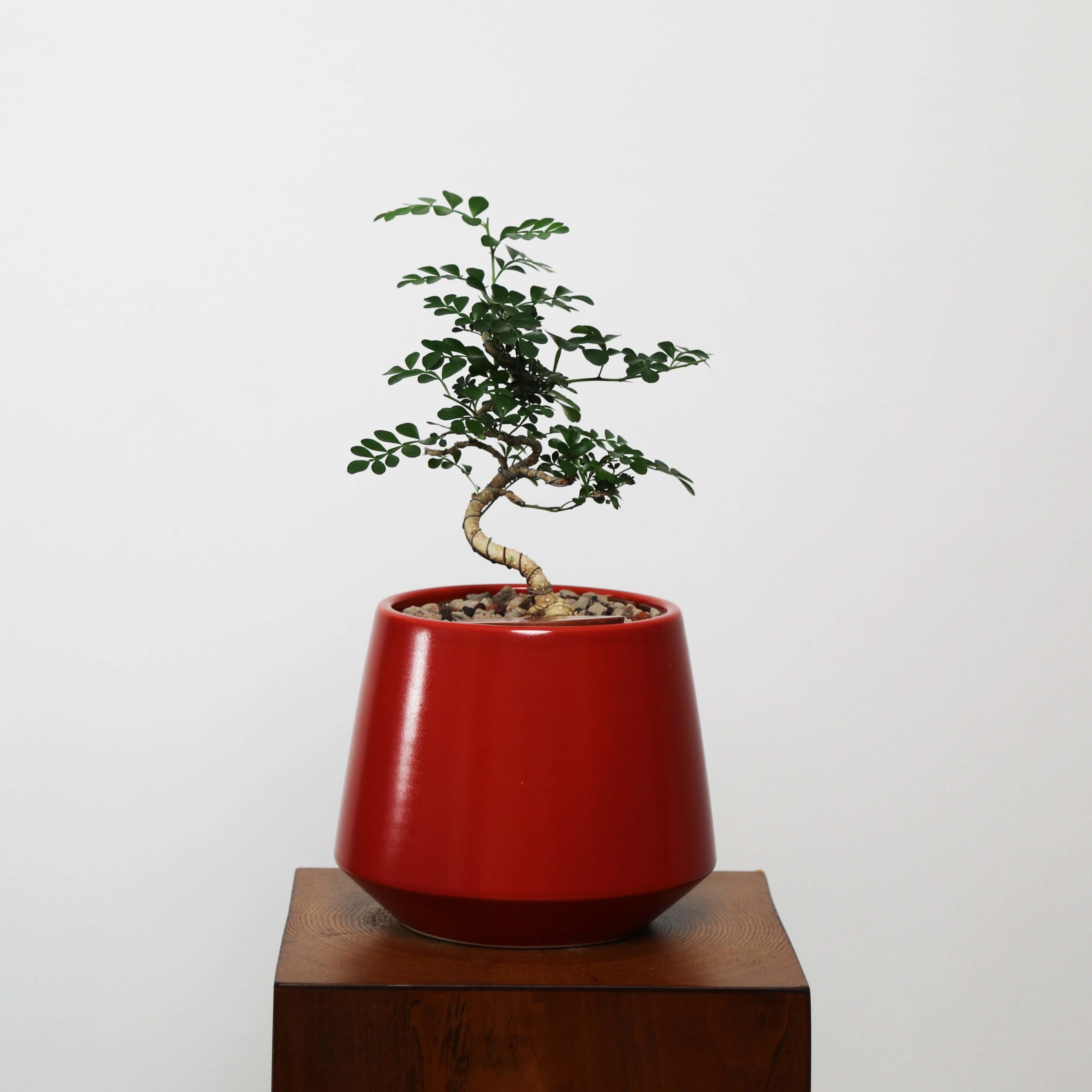 Bonsai in Toto pot (Feroniea Lucida Bonsai)