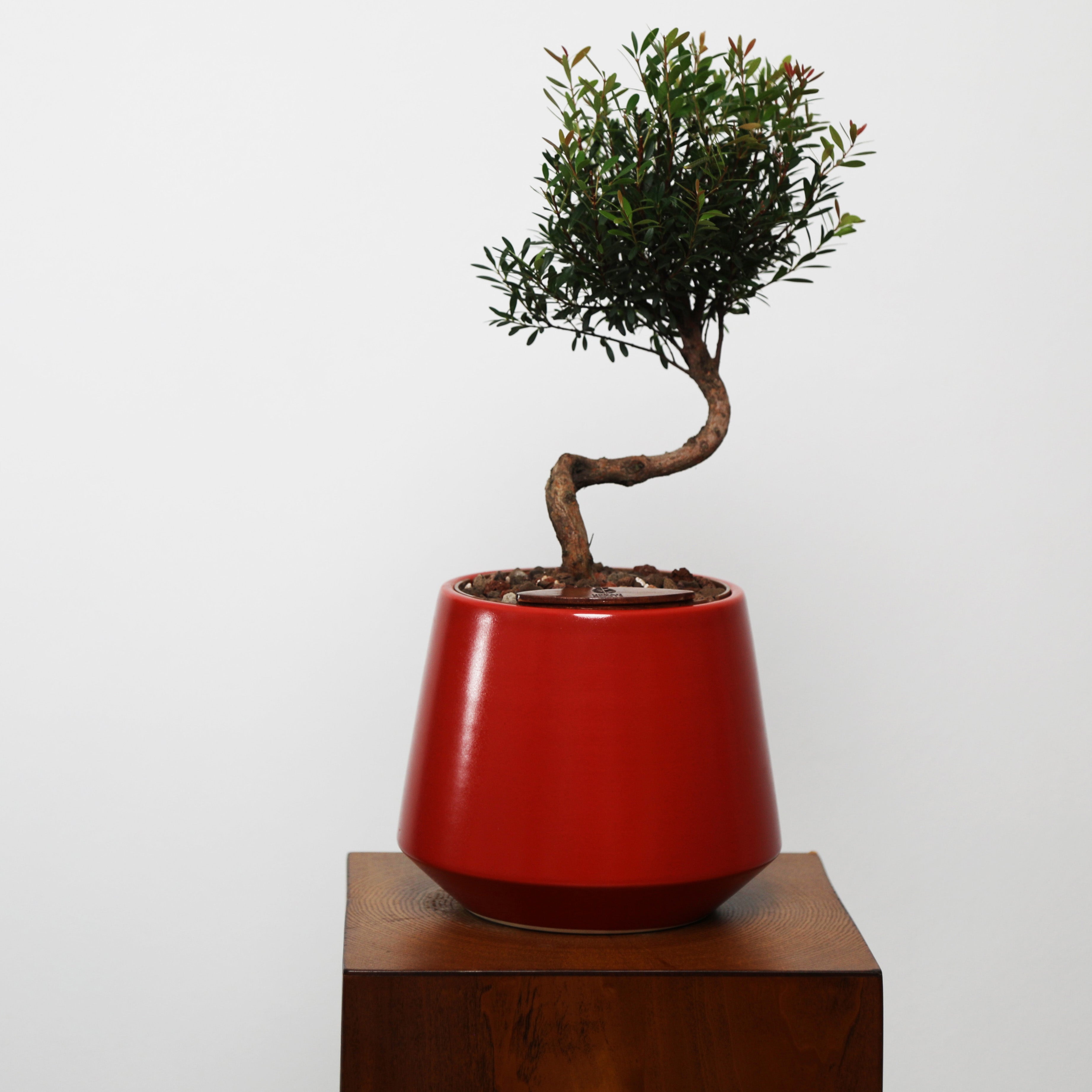 Bonsai in Toto pot (Syzygium buxifolium)