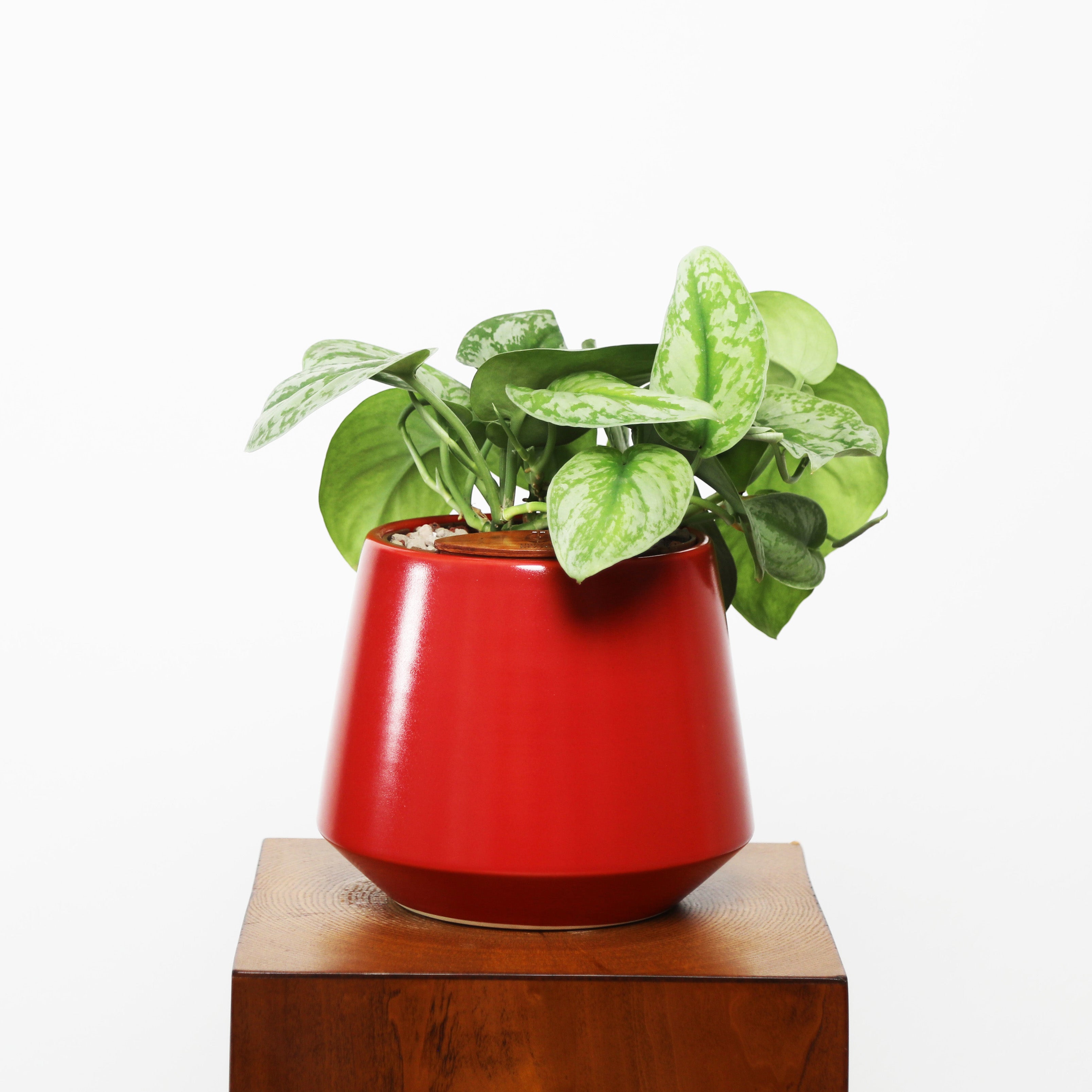 Satin Pothos in Toto pot (Scindapsus Pictus ‘Exotica’)
