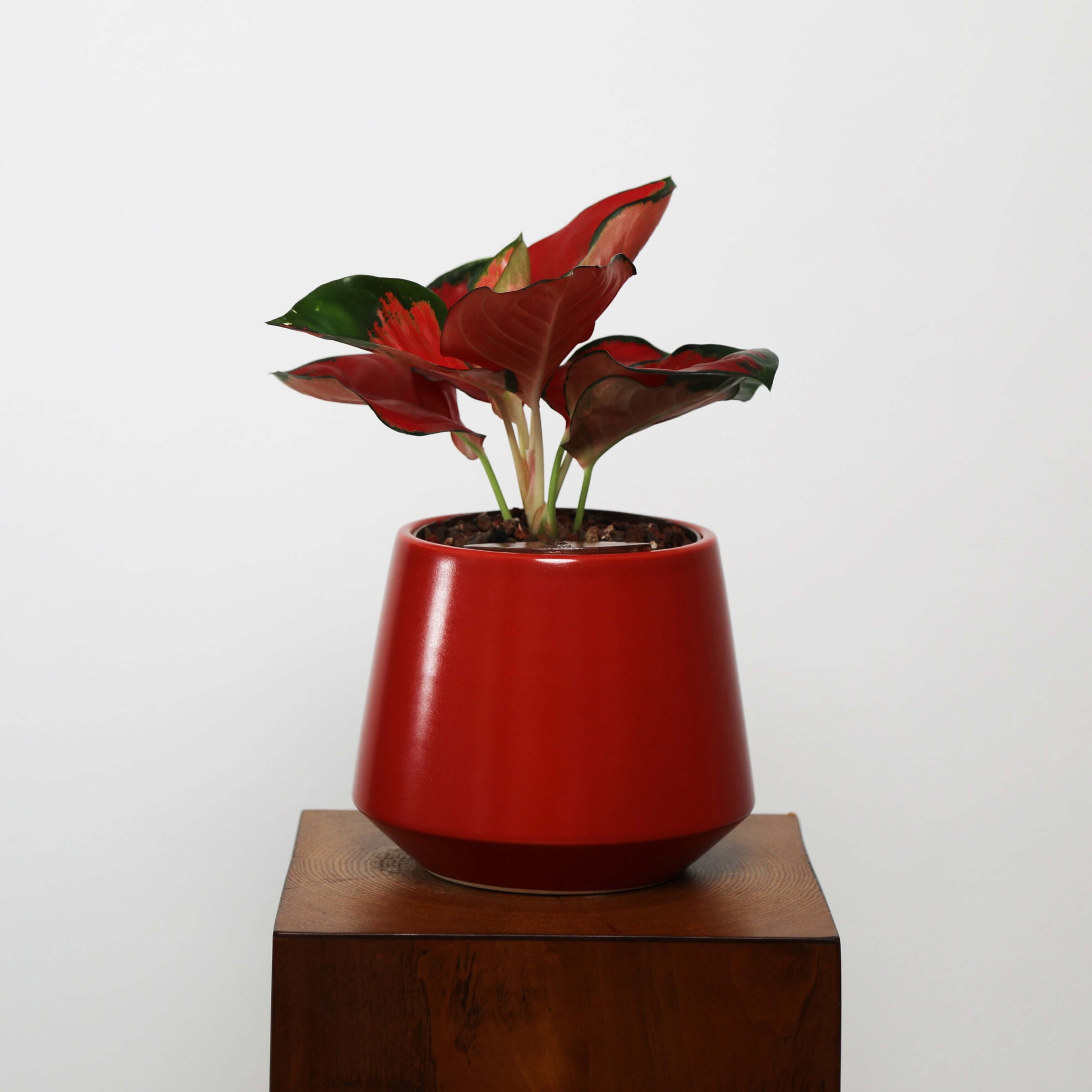Aglaonema in Toto pot