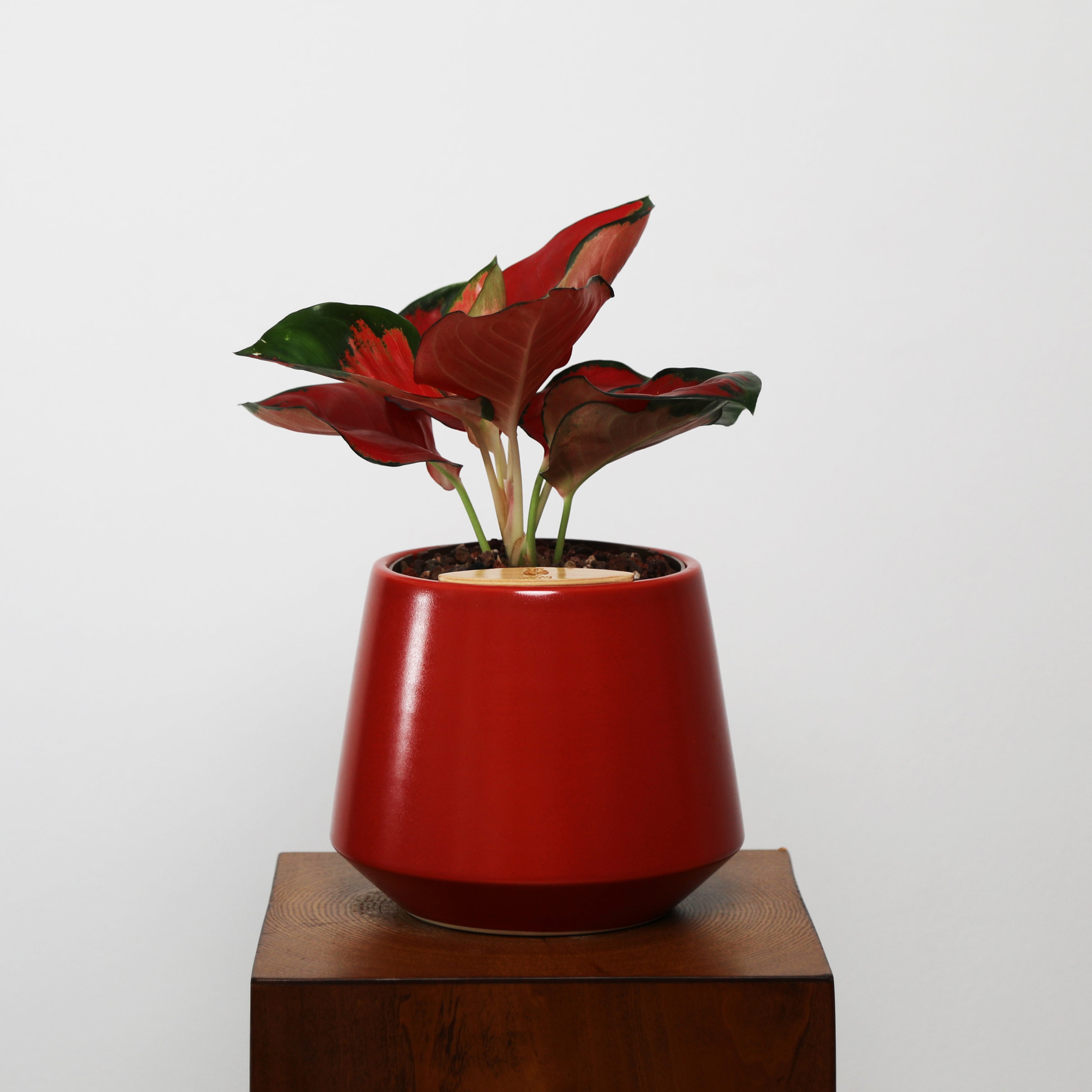 Aglaonema in Toto pot