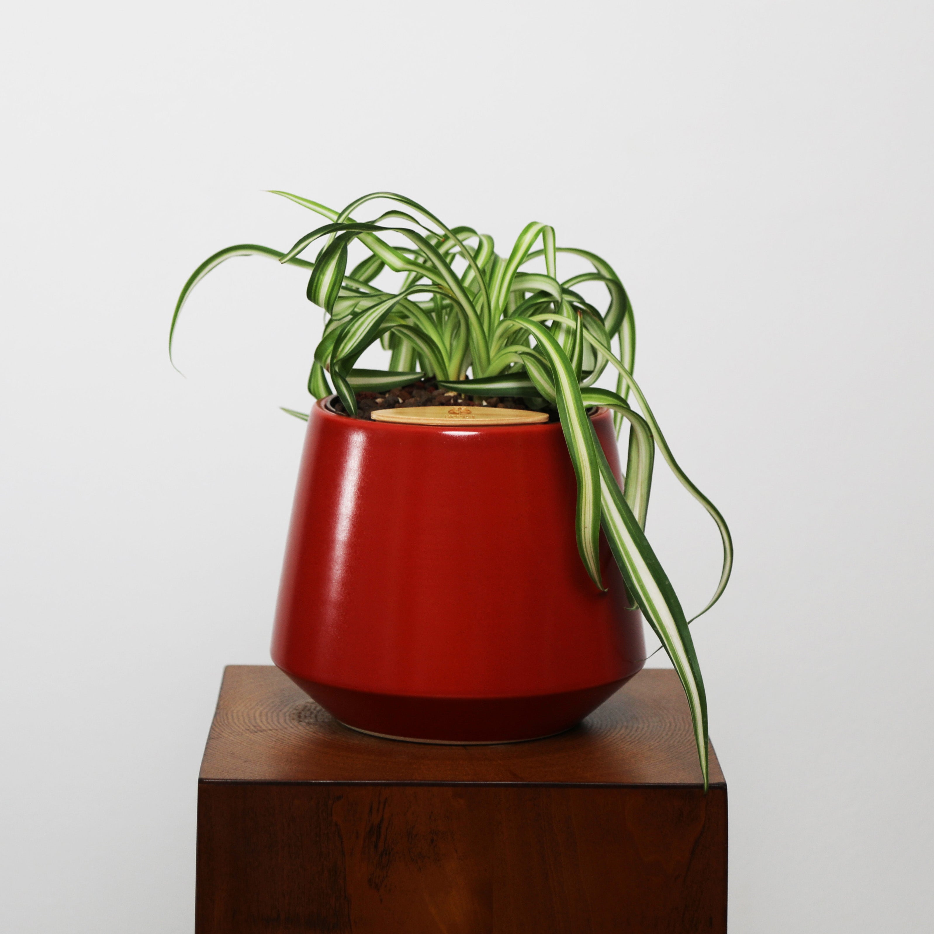 Bonnie Spider Plant in Toto pot (Chlorophytum comosum)