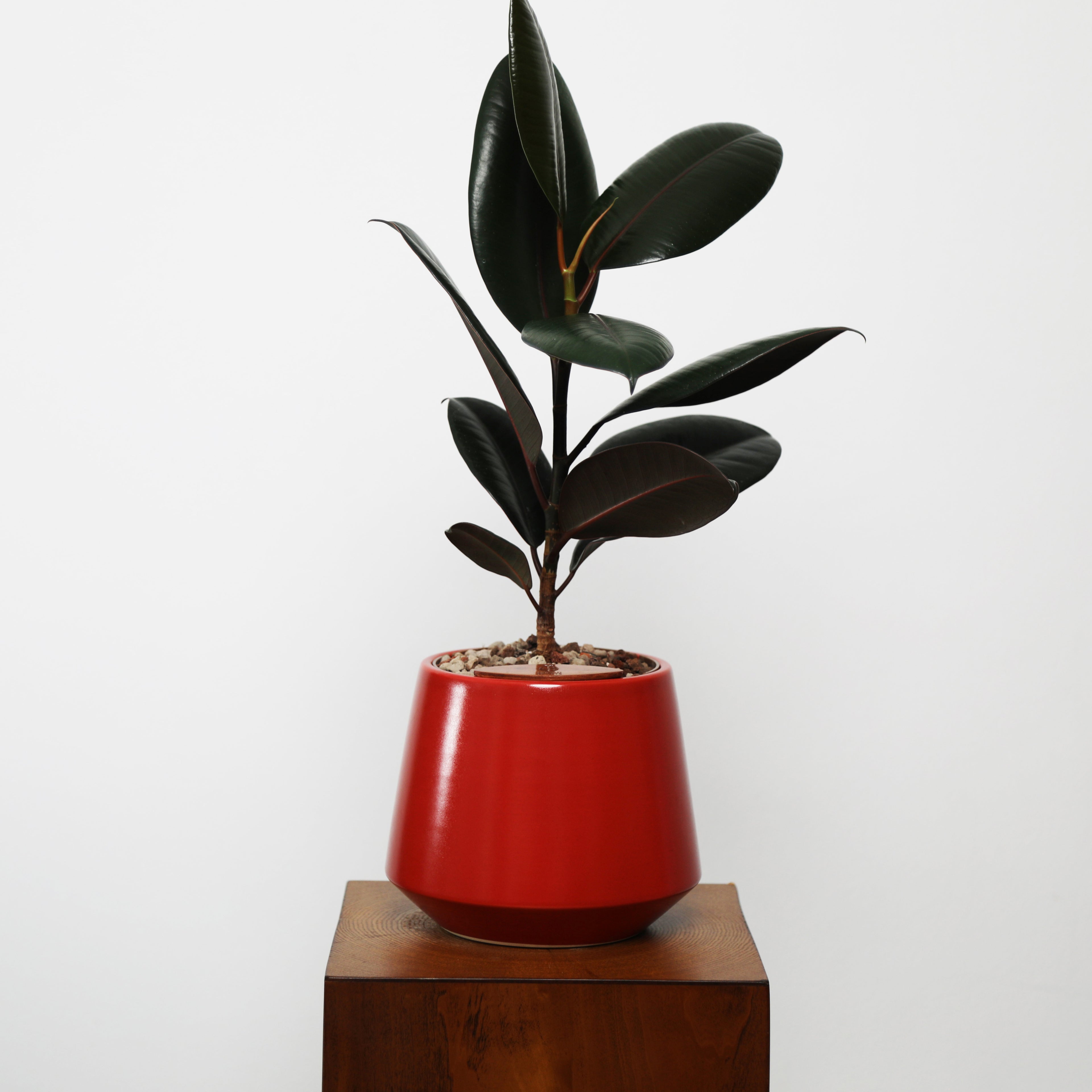 Rubber Fig in Toto pot (Ficus Elastica)