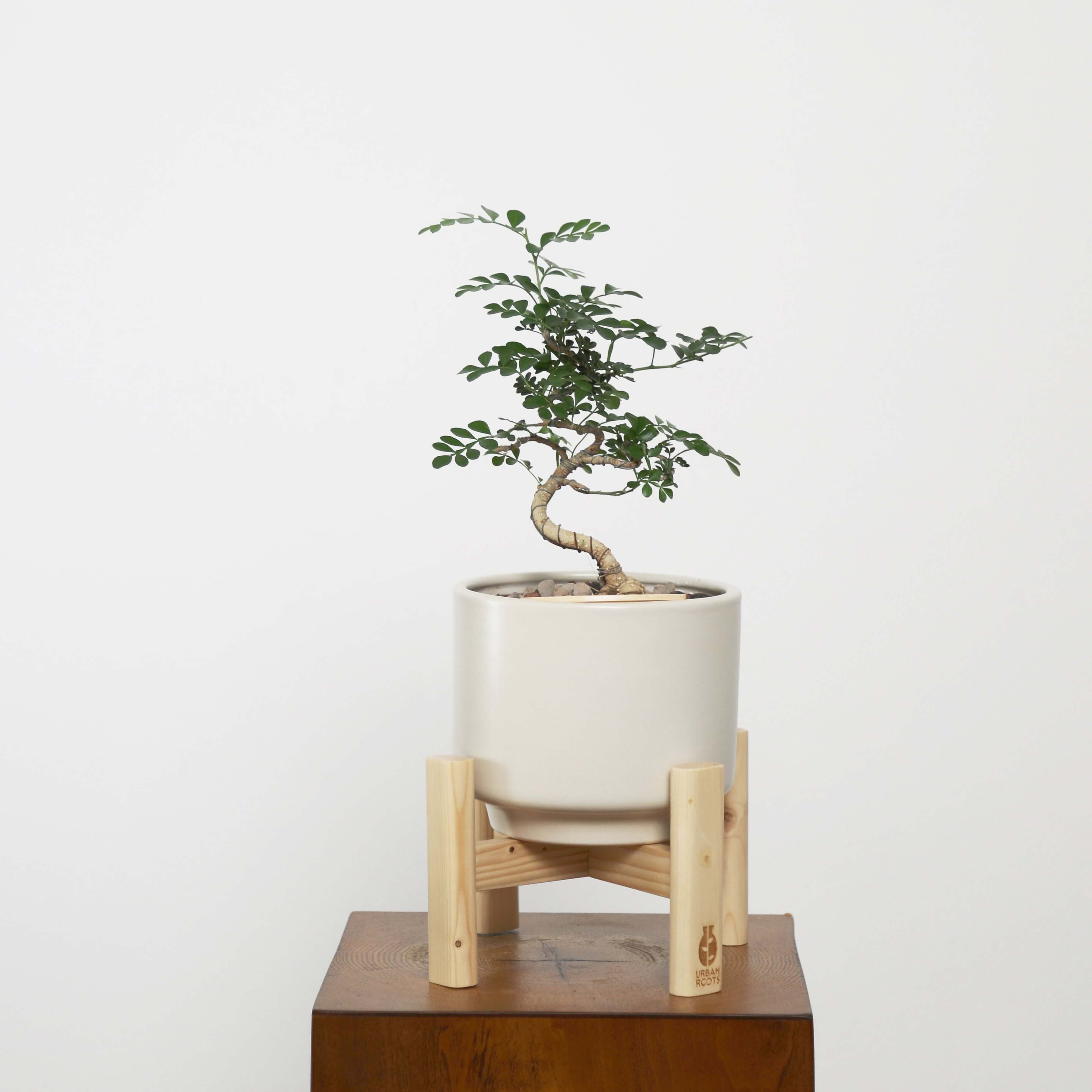 pots for bonsai trees Feroniea Lucida Bonsai in Haku Self-Watering Pot