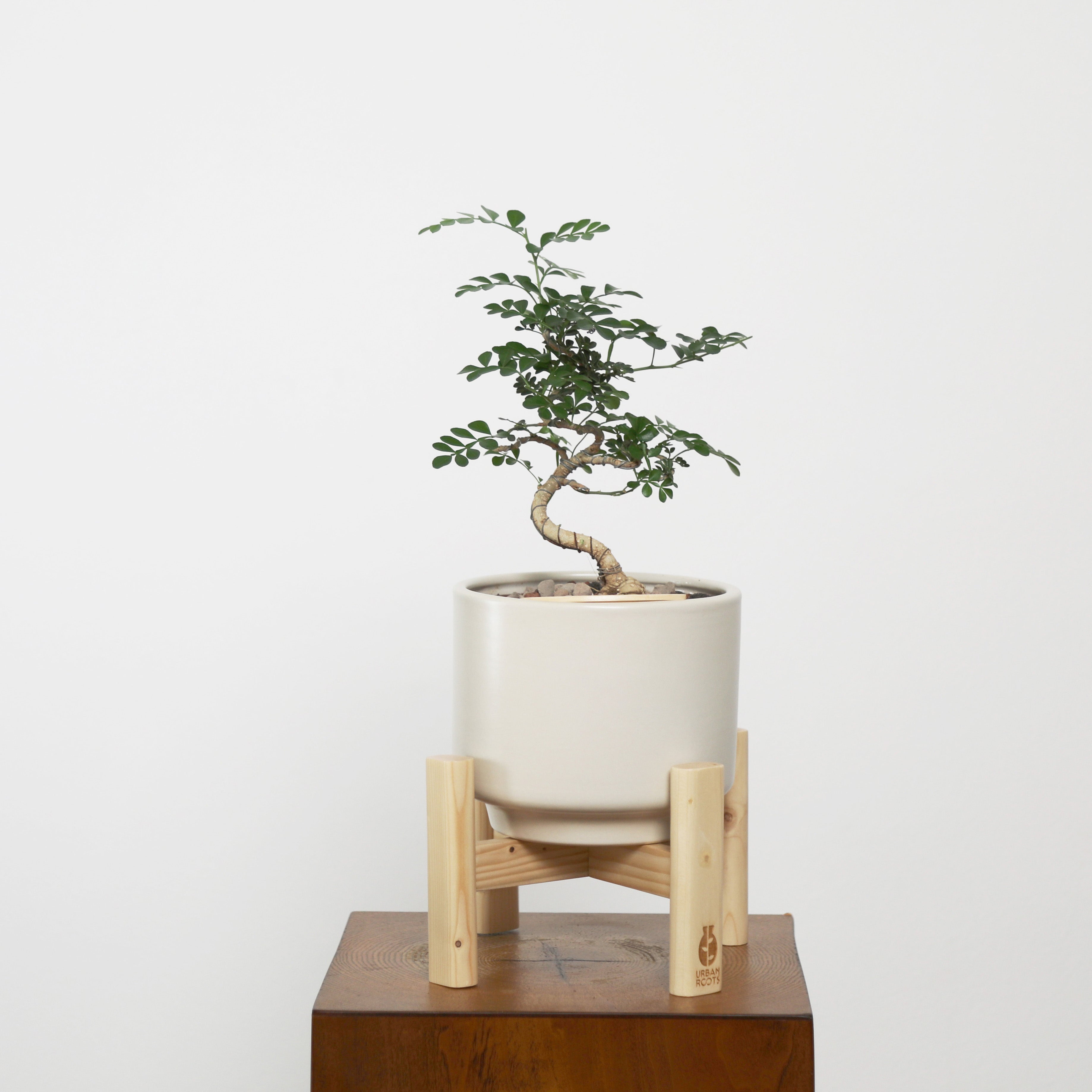 Bonsai in Haku pot (Feroniea Lucida Bonsai)