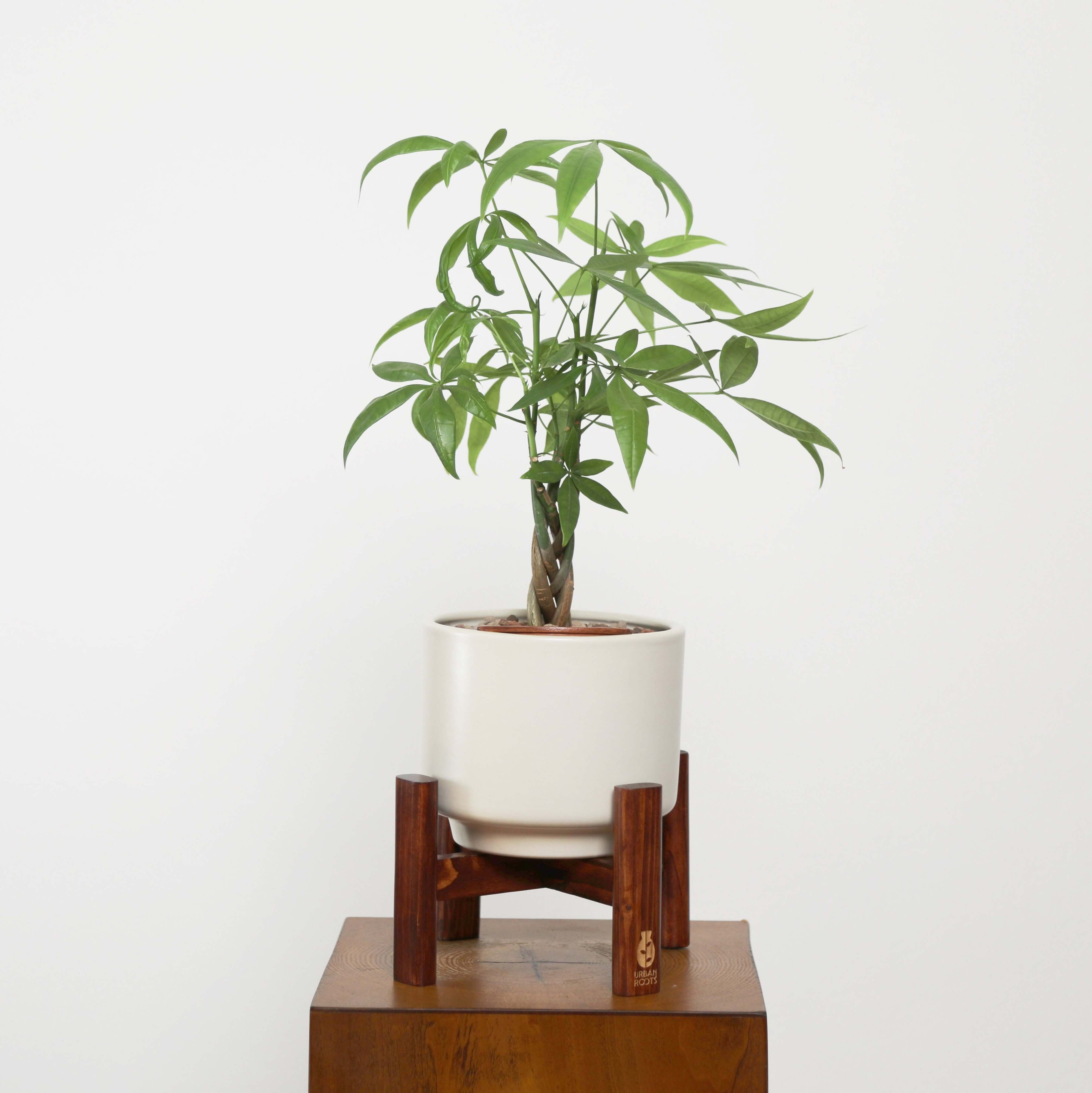 small money tree indoor plant Money Tree (Pachira Aquatica) in Haku Self-Watering Pot