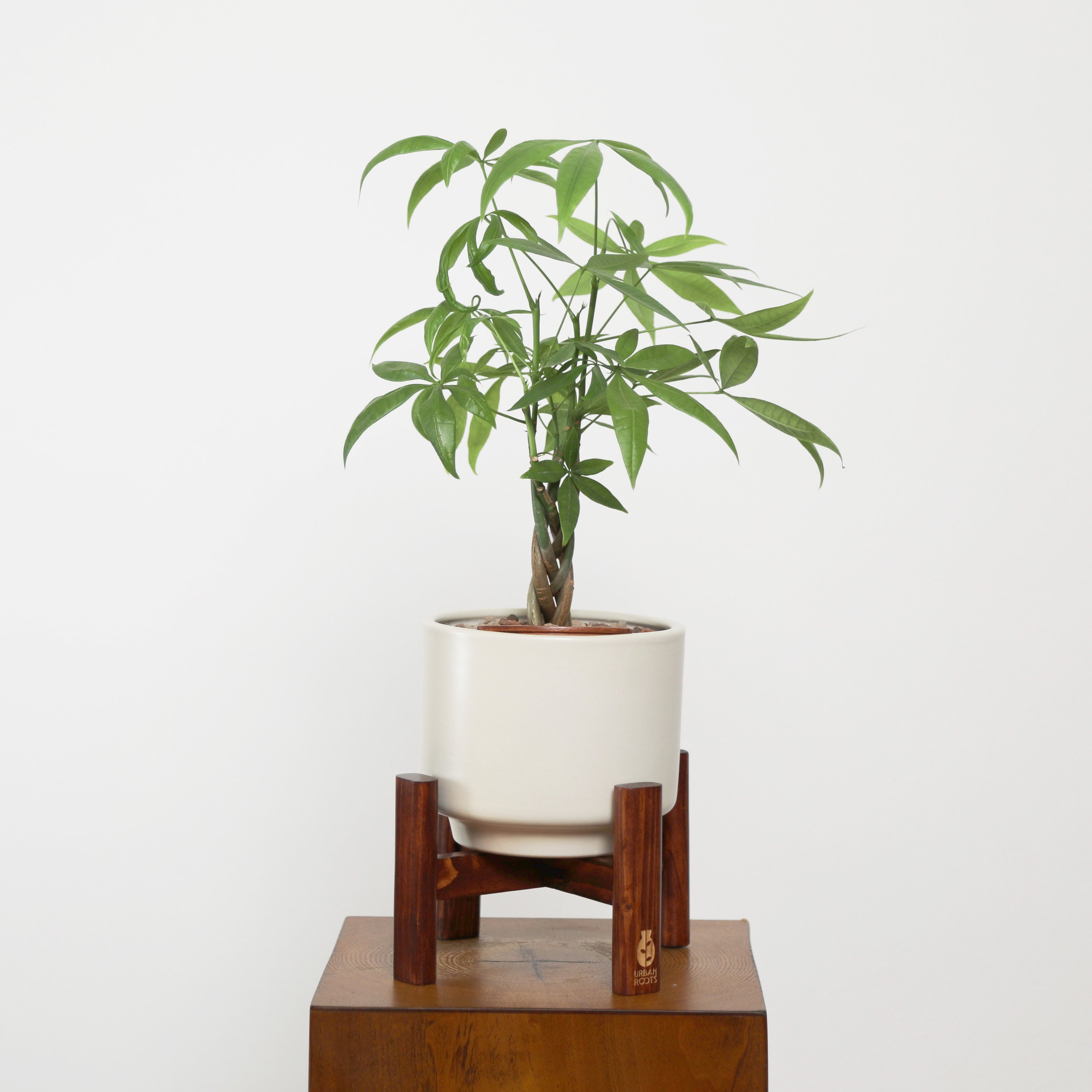 Money Tree in Haku pot (Pachira Aquatica)