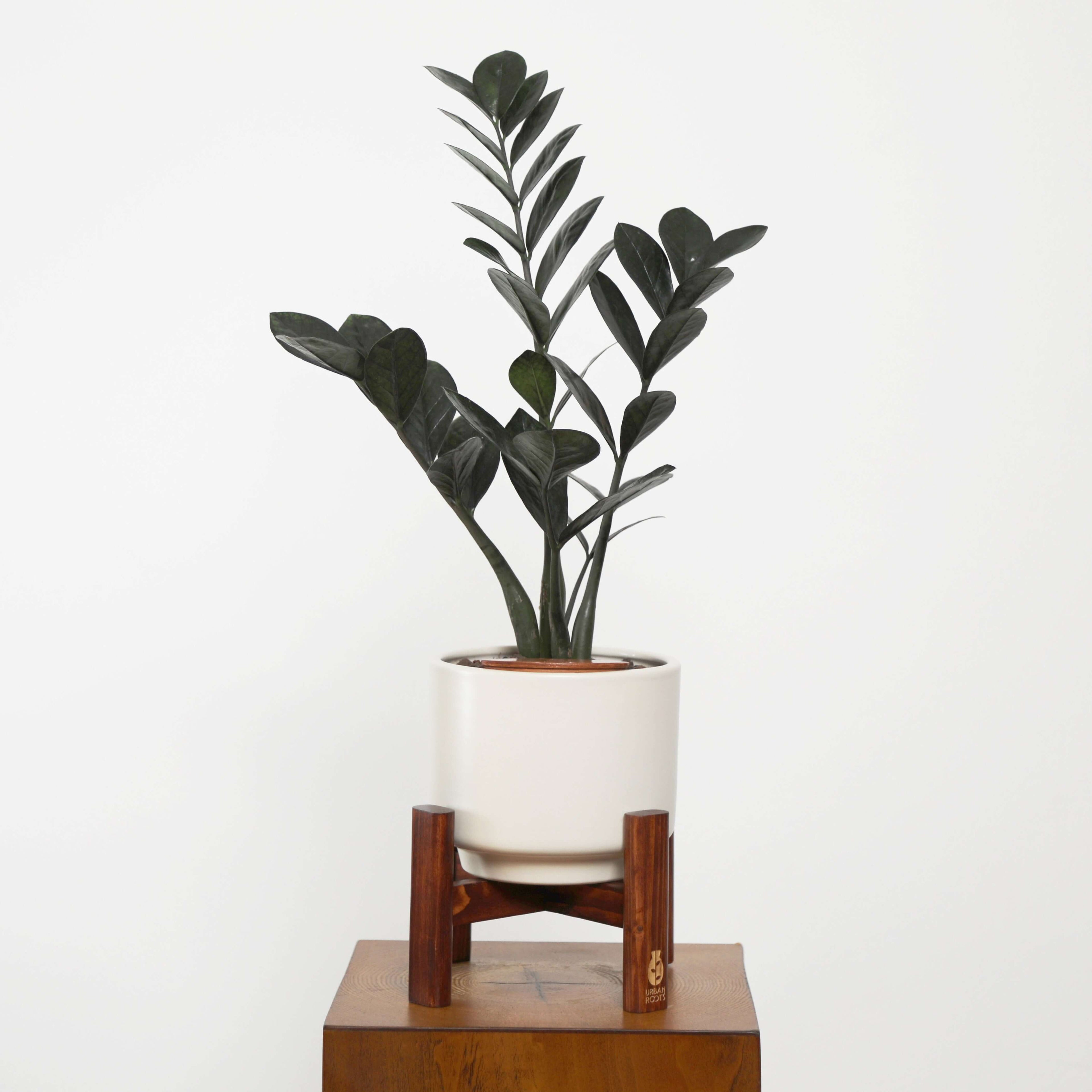 zz plant zamioculcas zamiifolia ZZ Plant (Zamioculcas zamiifolia) in Haku Self-Watering Pot