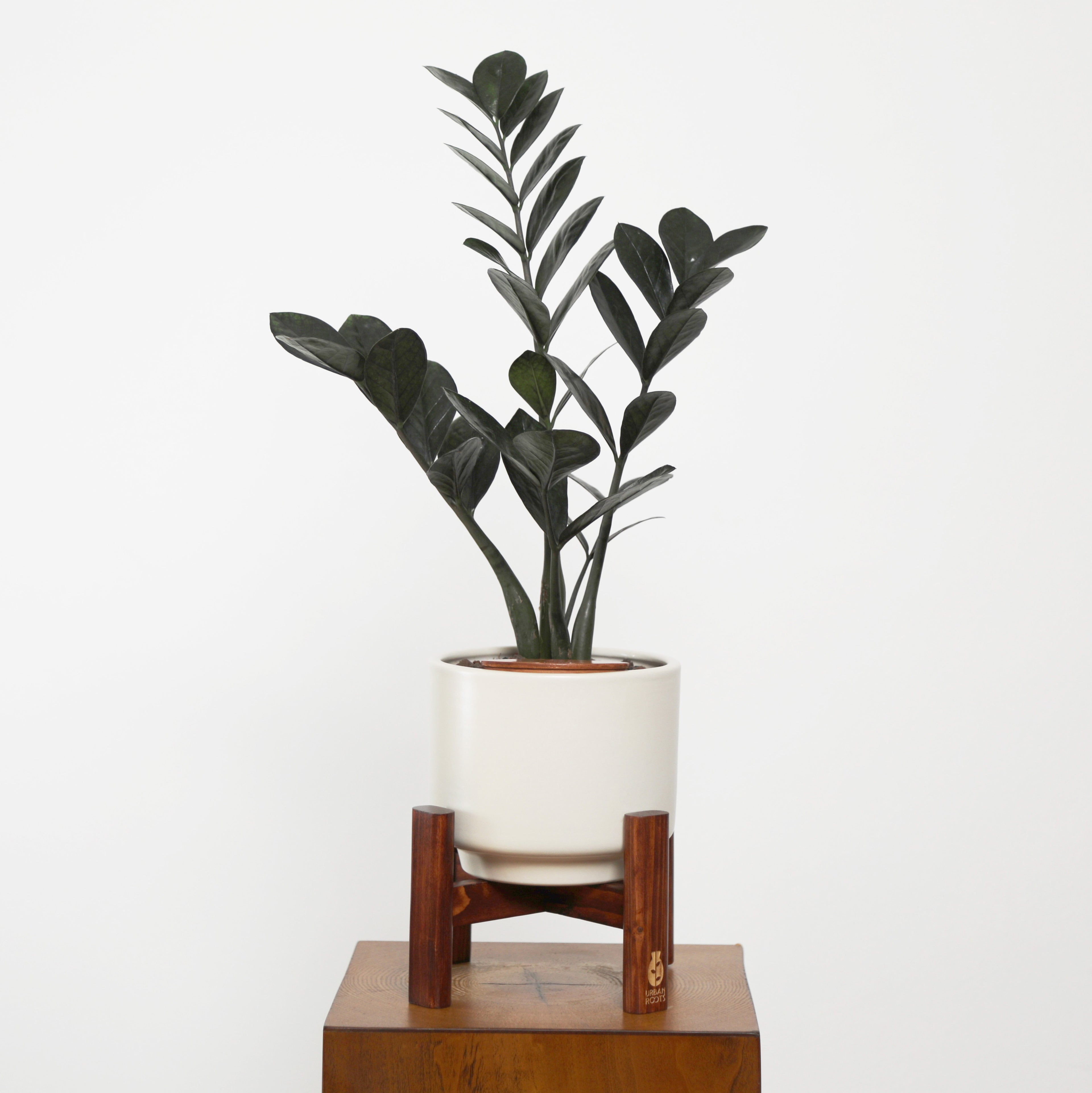 ZZ Plant in Haku pot