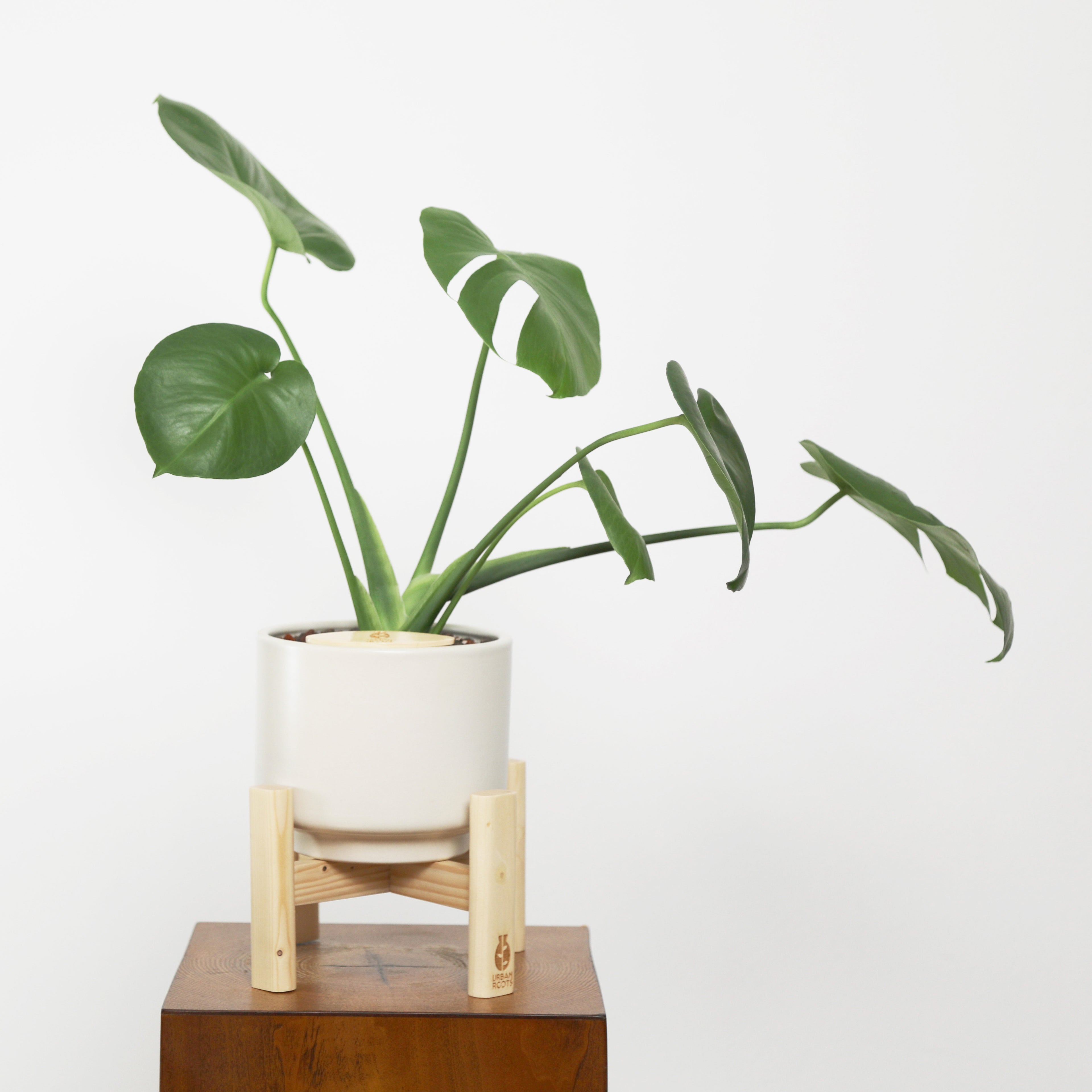 Baby Monstera Plant in Haku pot