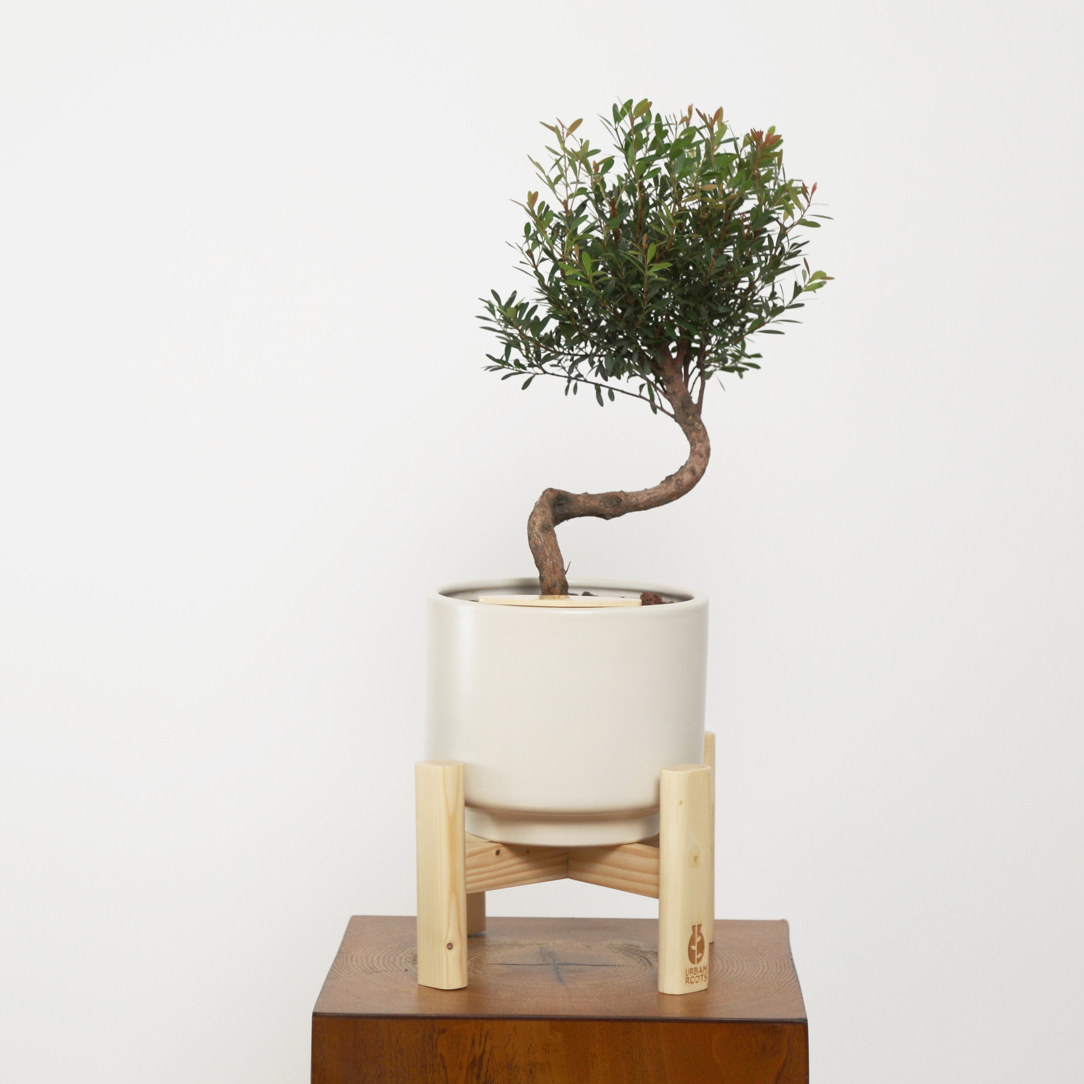 Bonsai in Haku pot (Syzygium buxifolium)
