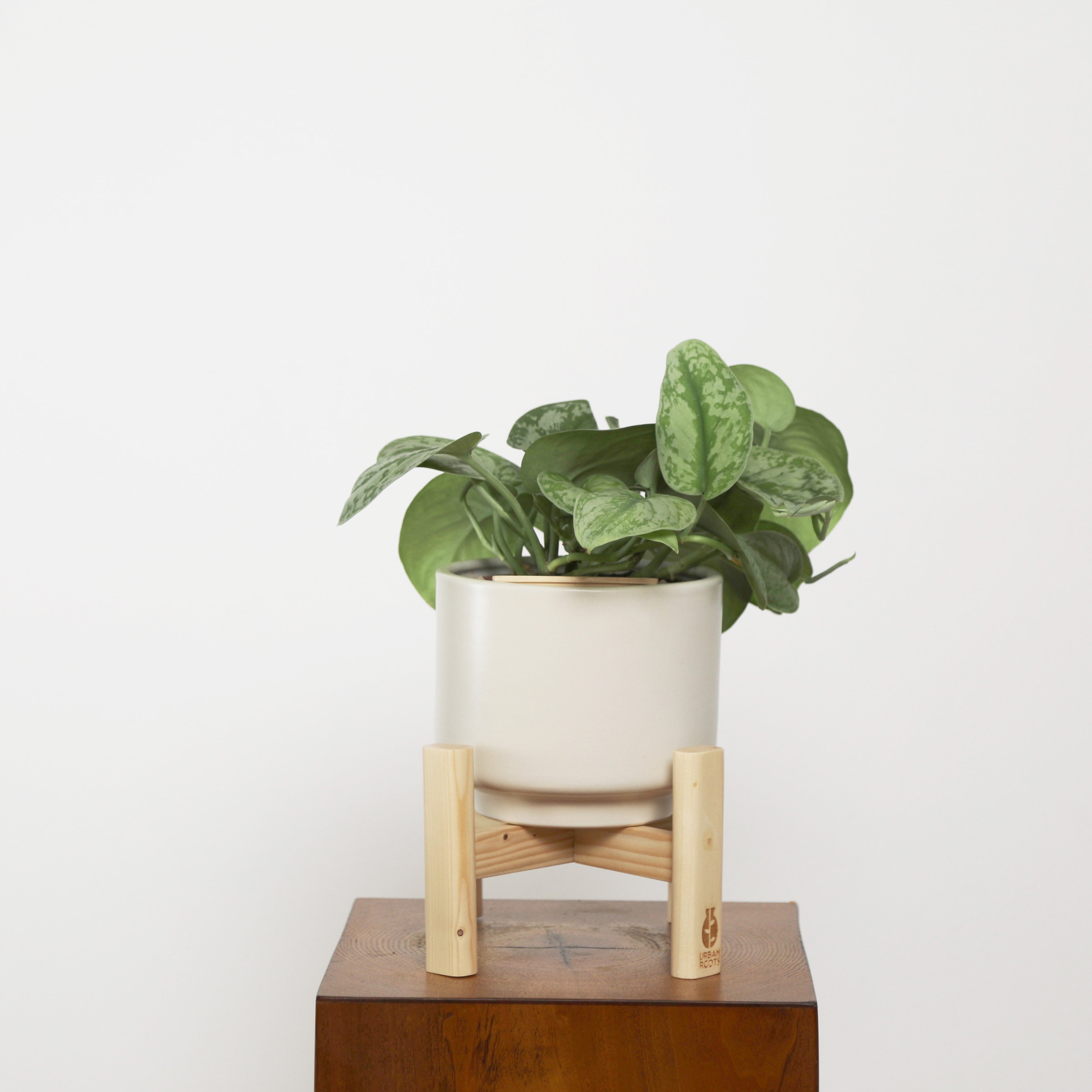 Satin Pothos in Haku pot (Scindapsus Pictus)