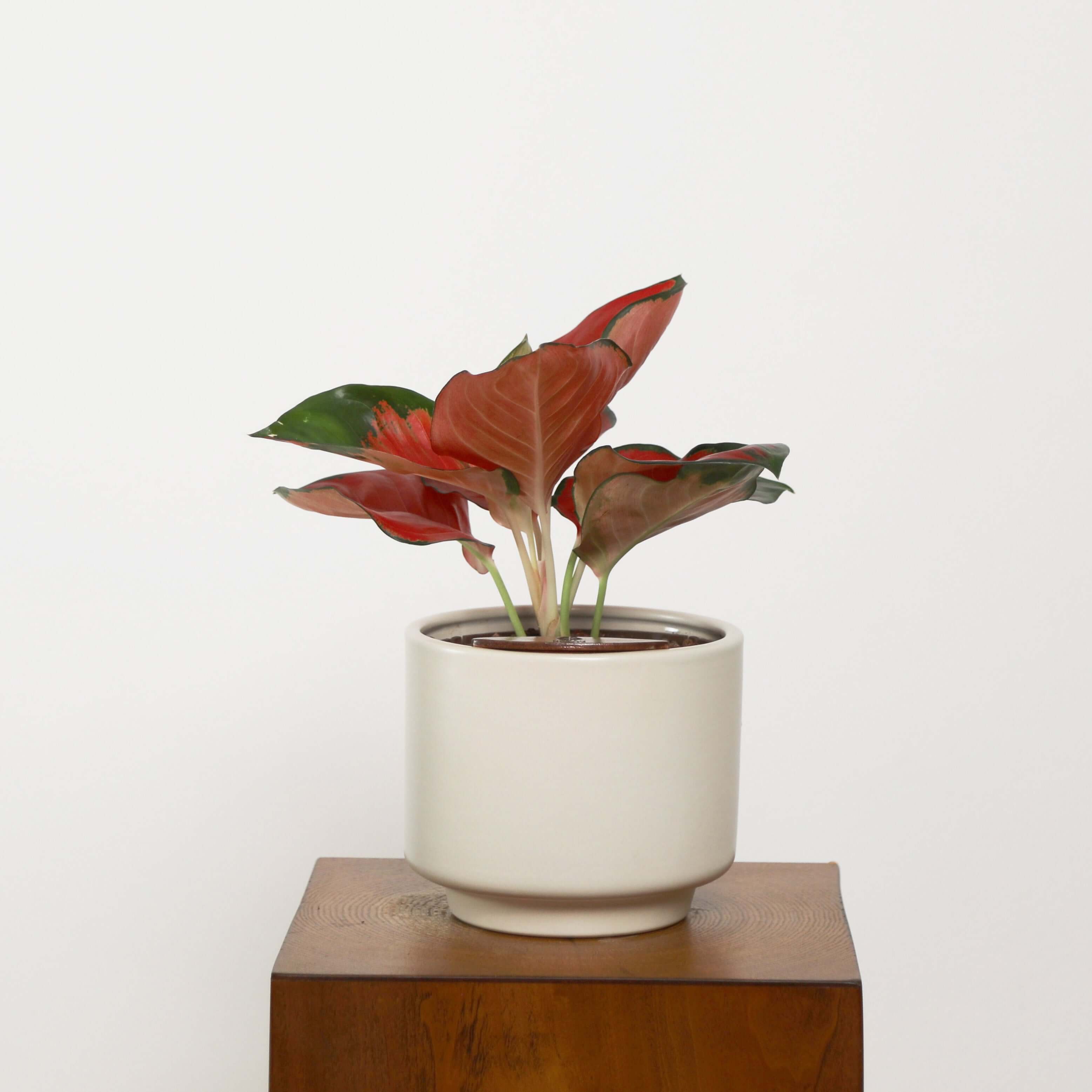 Aglaonema in Haku pot