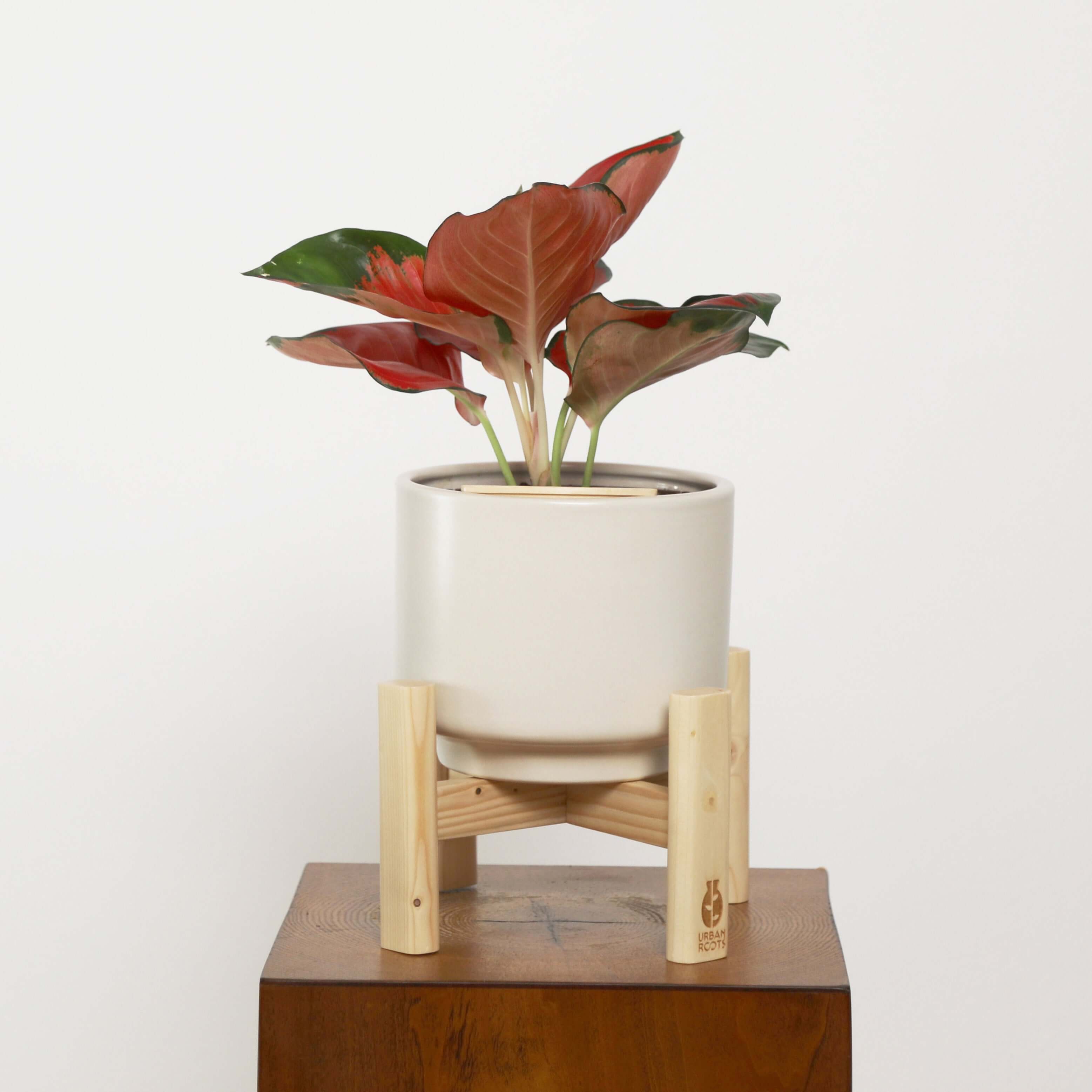 Aglaonema in Haku pot