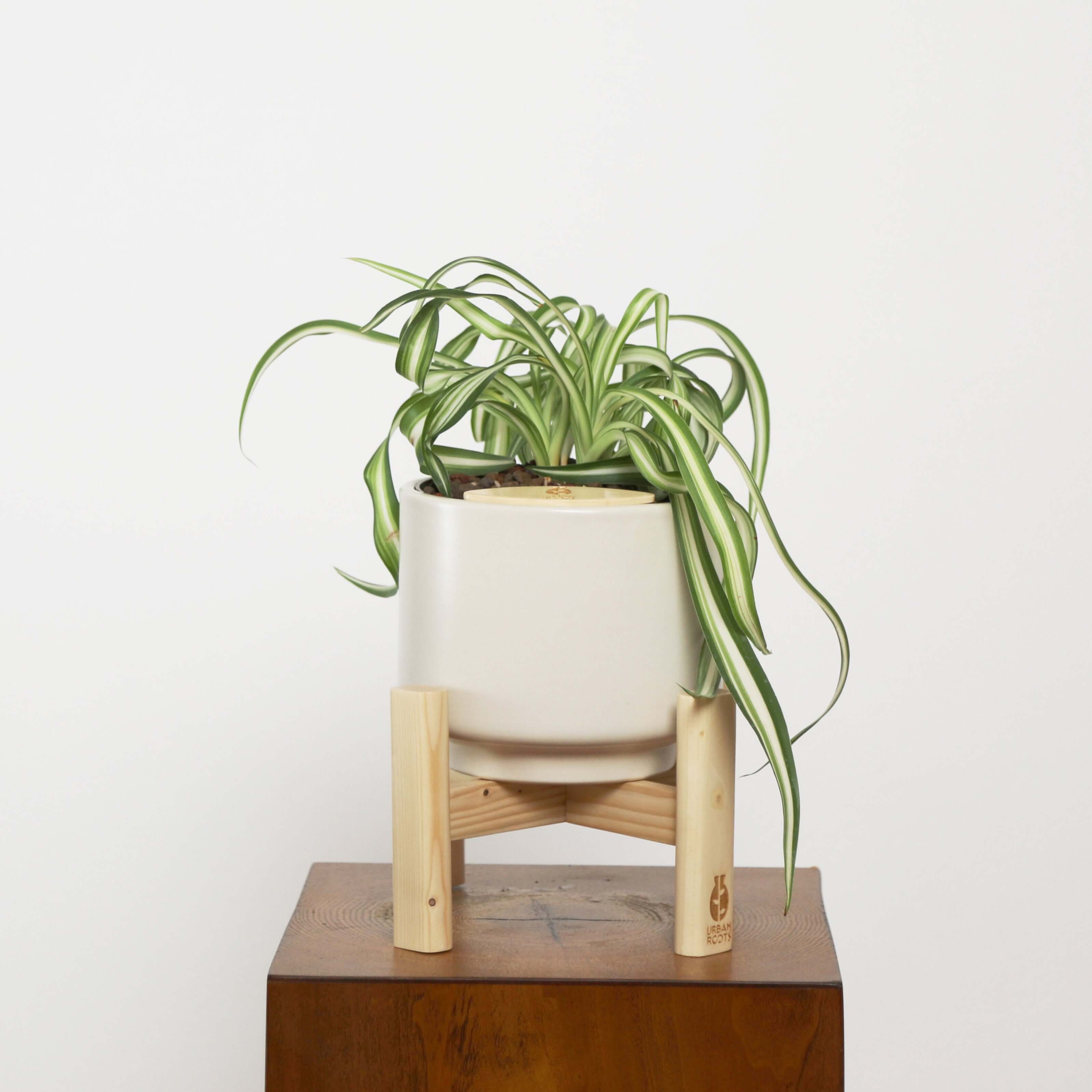 spider plant self watering pot Bonnie Spider Plant (Chlorophytum comosum) in Haku Self-Watering Pot