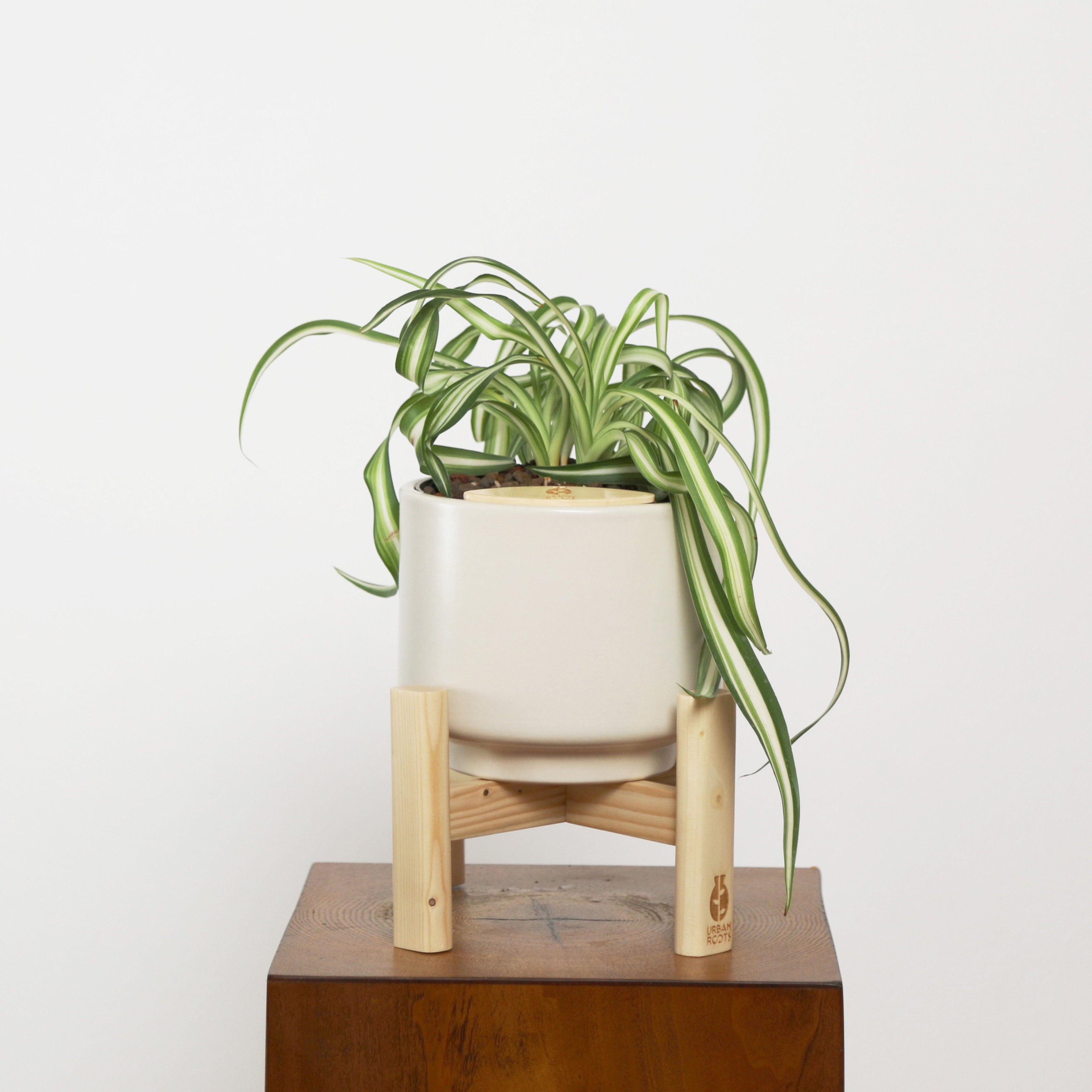 Bonnie Spider Plant in Haku pot (Chlorophytum comosum)
