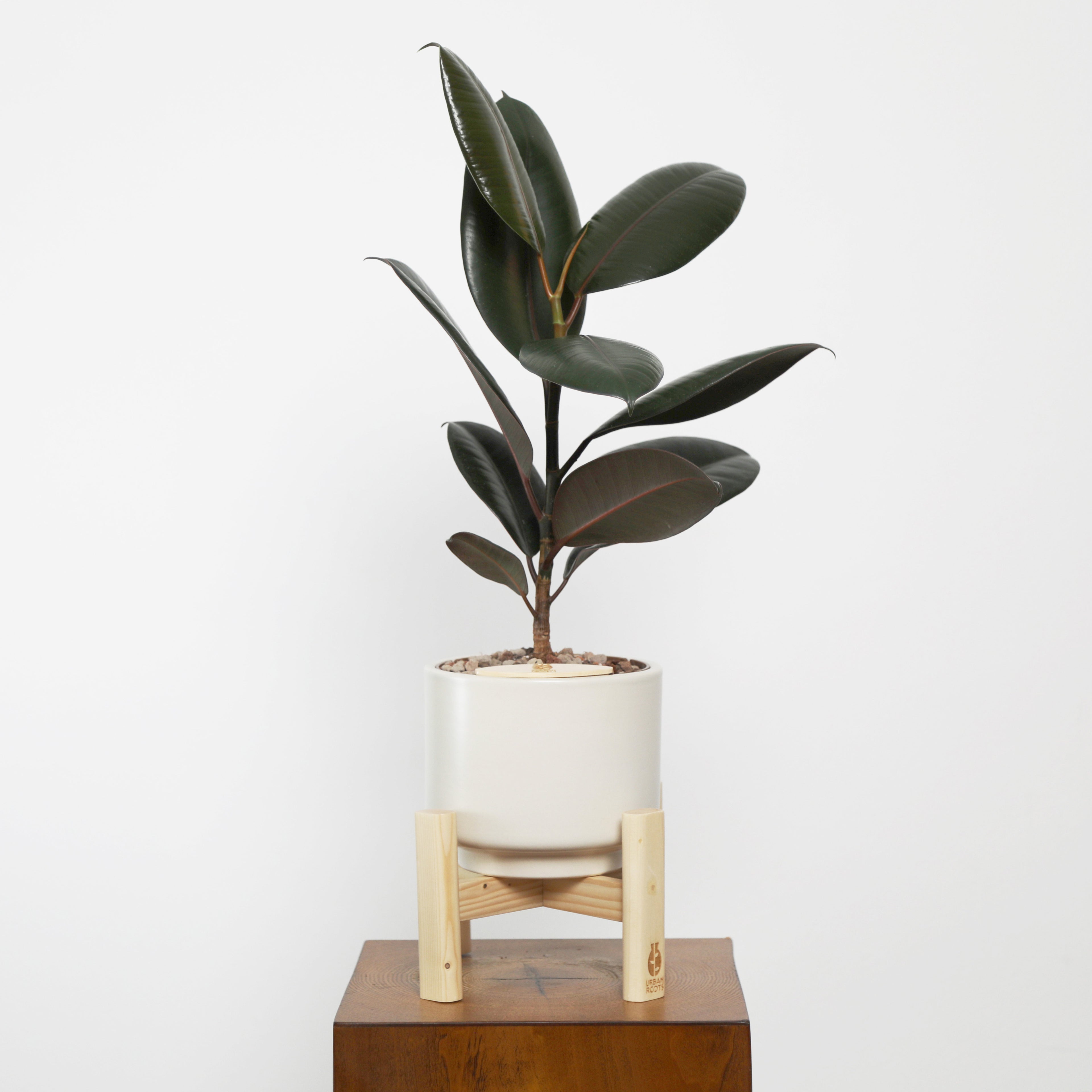 Rubber Fig in Haku pot (Ficus Elastica)