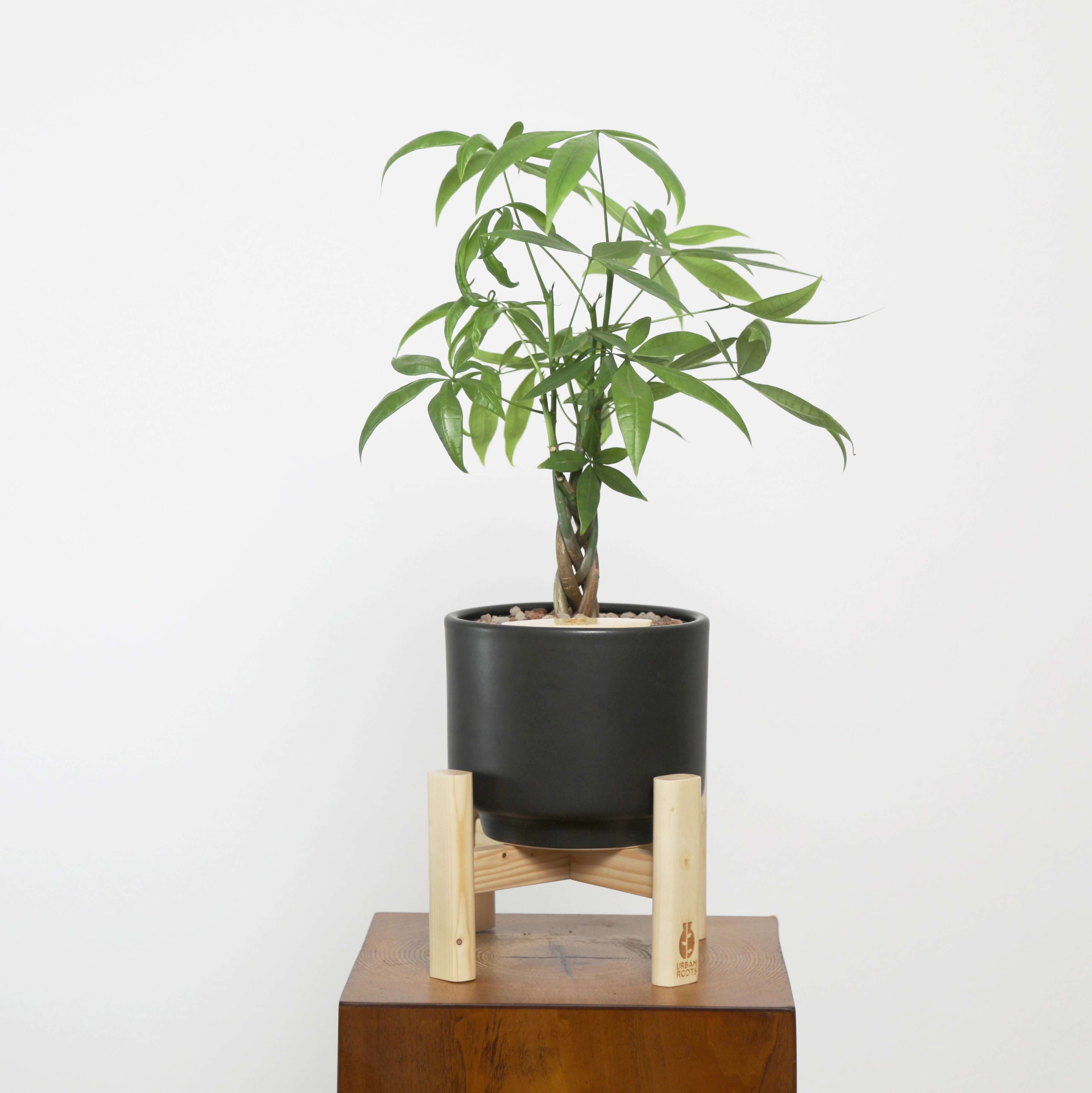 large pot for money tree Money Tree (Pachira Aquatica) in Haku Self-Watering Pot