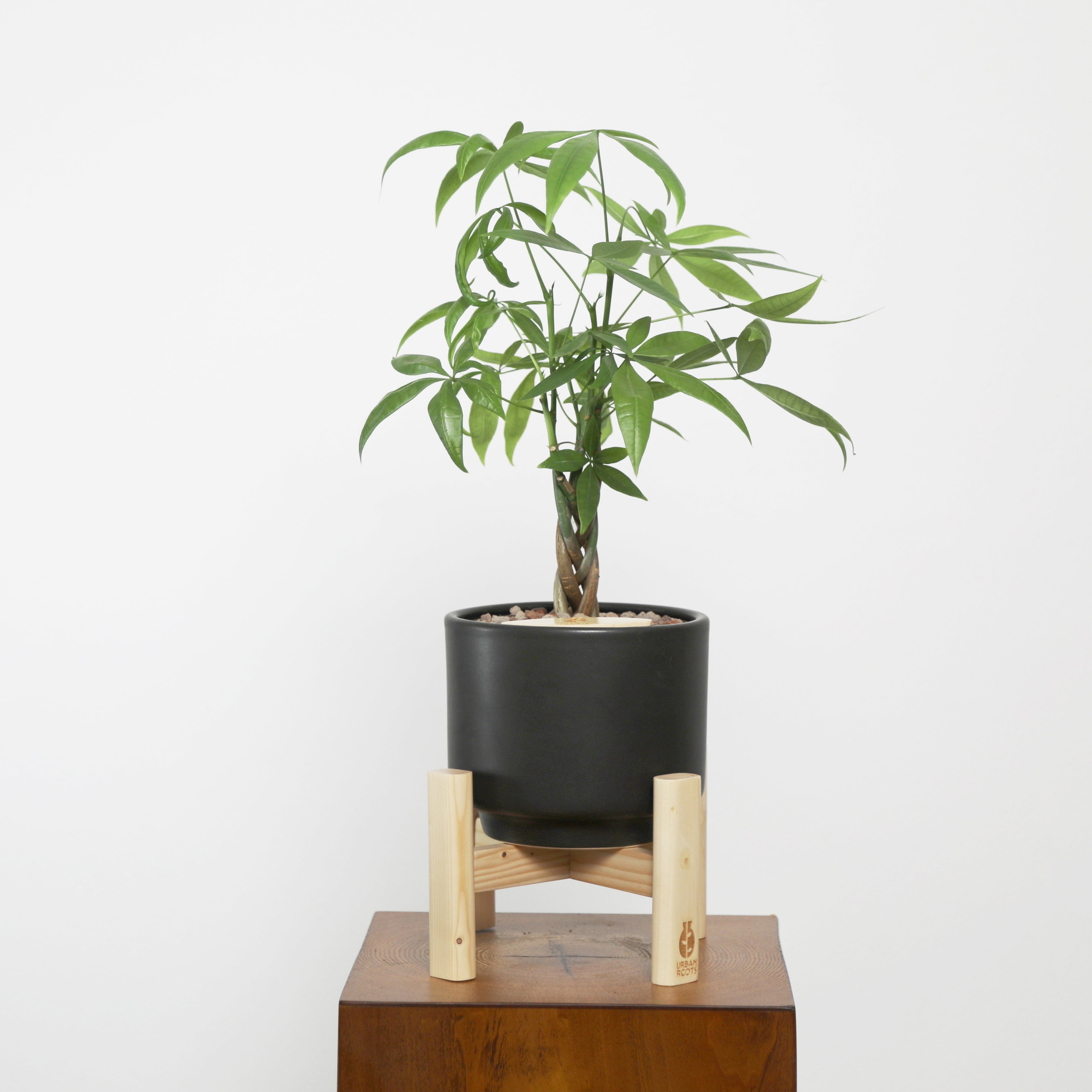 Money Tree in Haku pot (Pachira Aquatica)