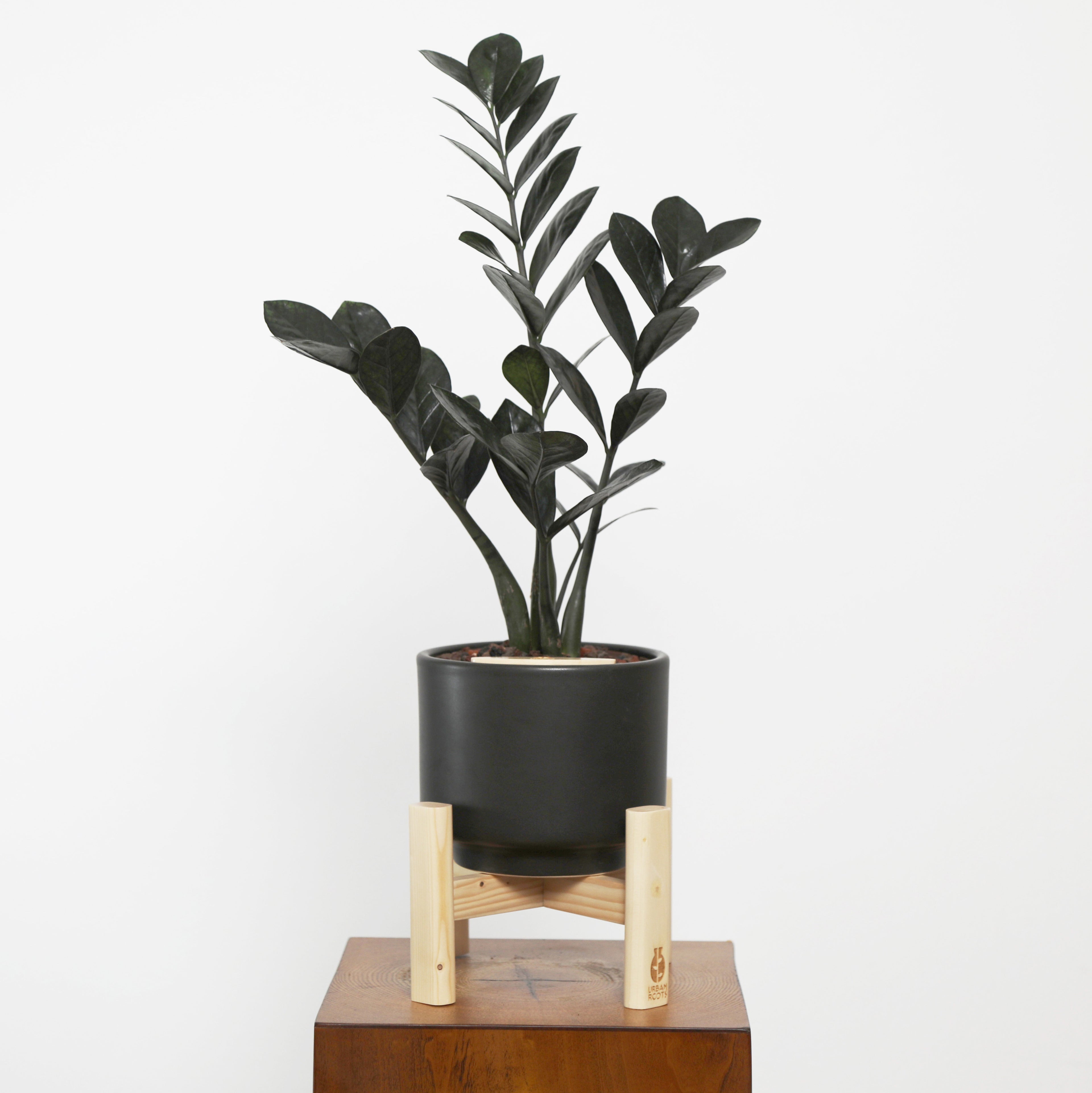 ZZ Plant in Haku pot