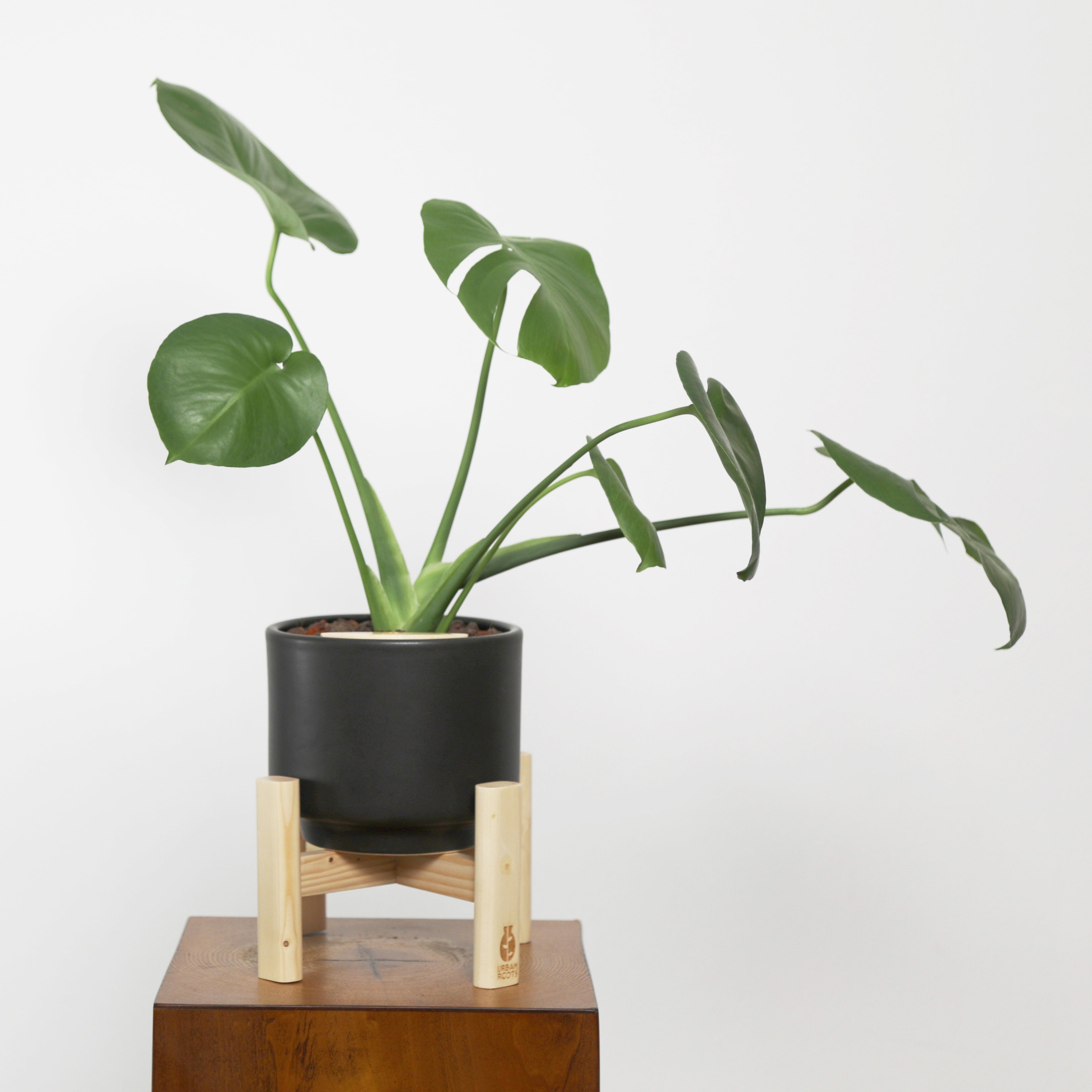 Baby Monstera Plant in Haku pot
