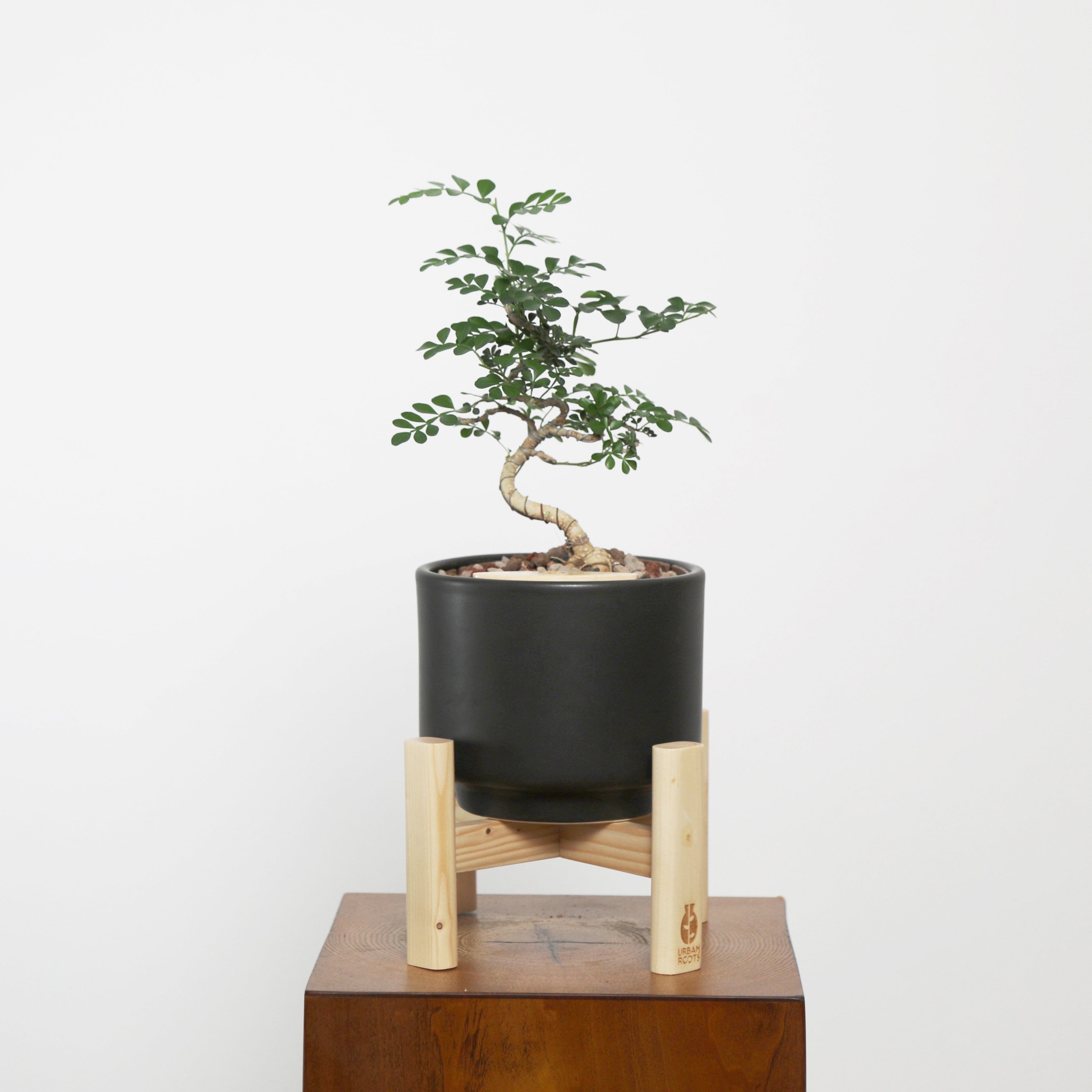 Bonsai in Haku pot (Feroniea Lucida Bonsai)