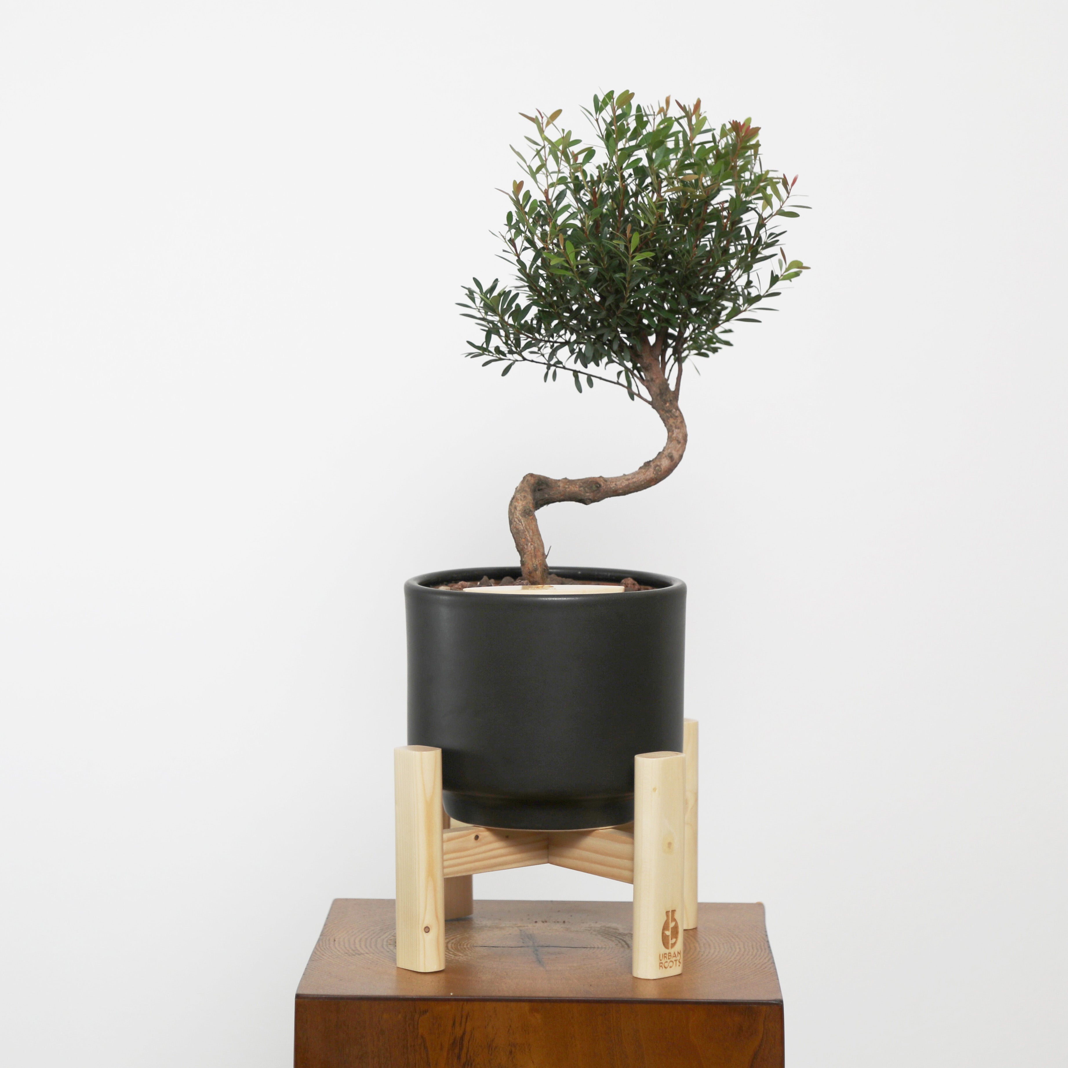 Bonsai in Haku pot (Syzygium buxifolium)