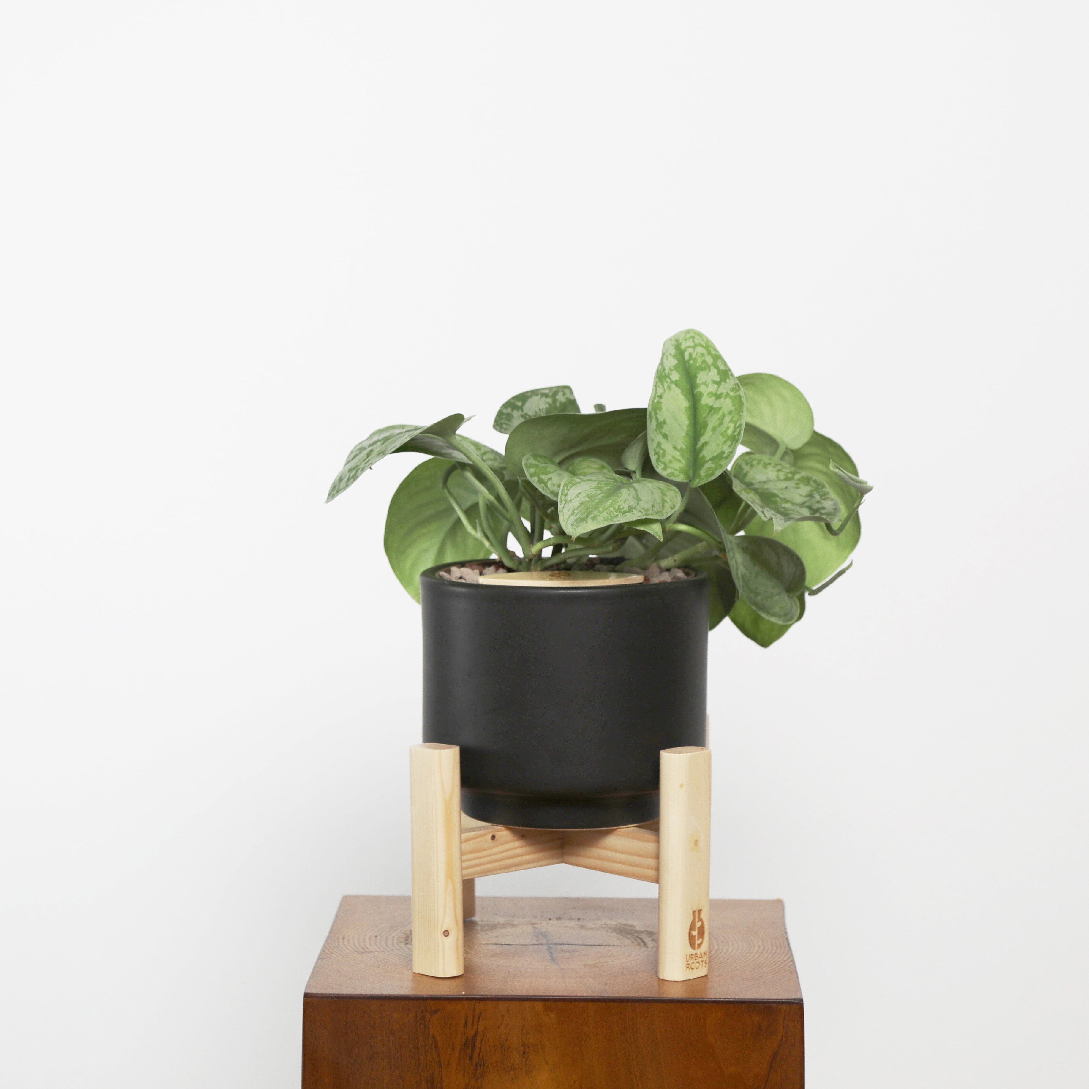 Satin Pothos in Haku pot (Scindapsus Pictus)