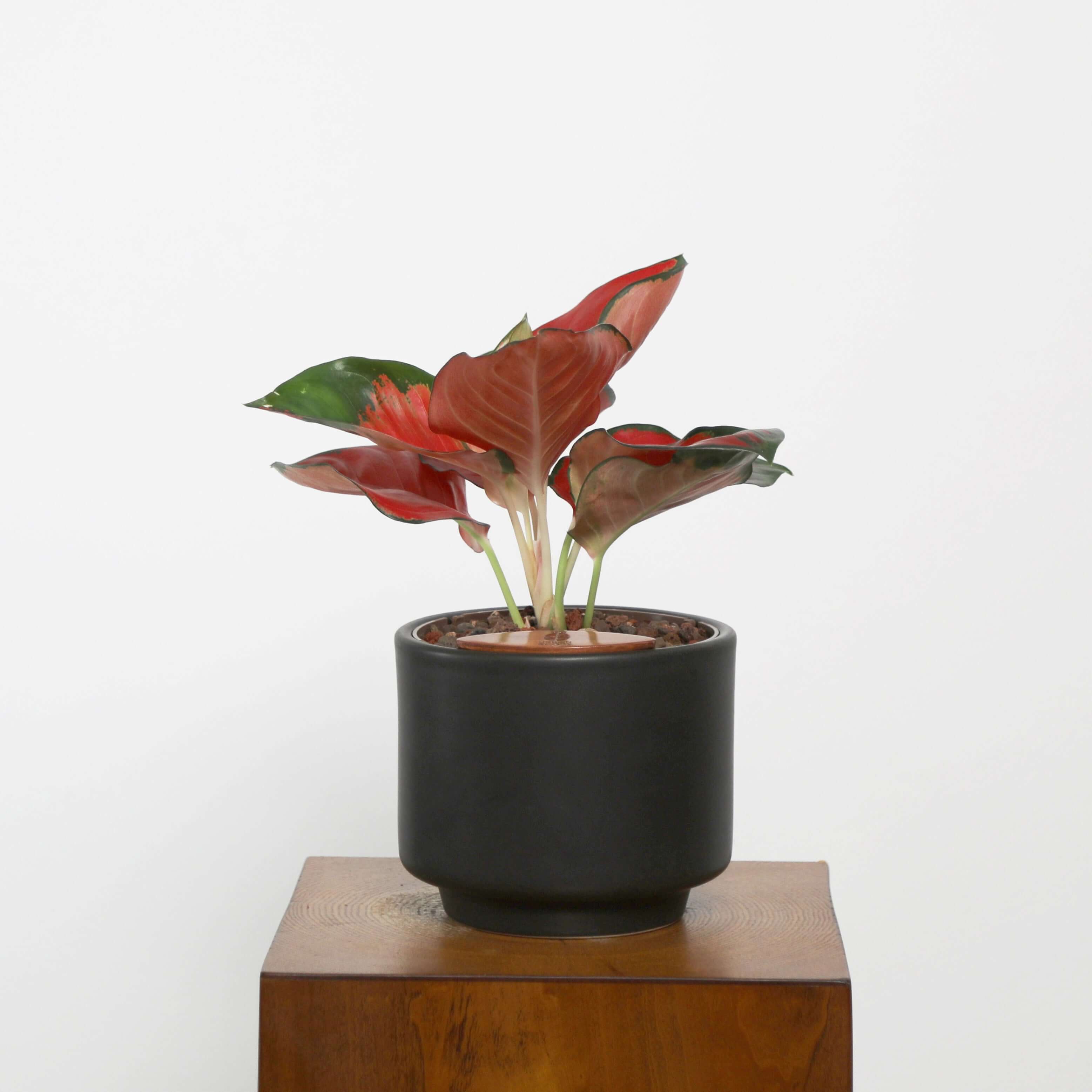 Aglaonema in Haku pot
