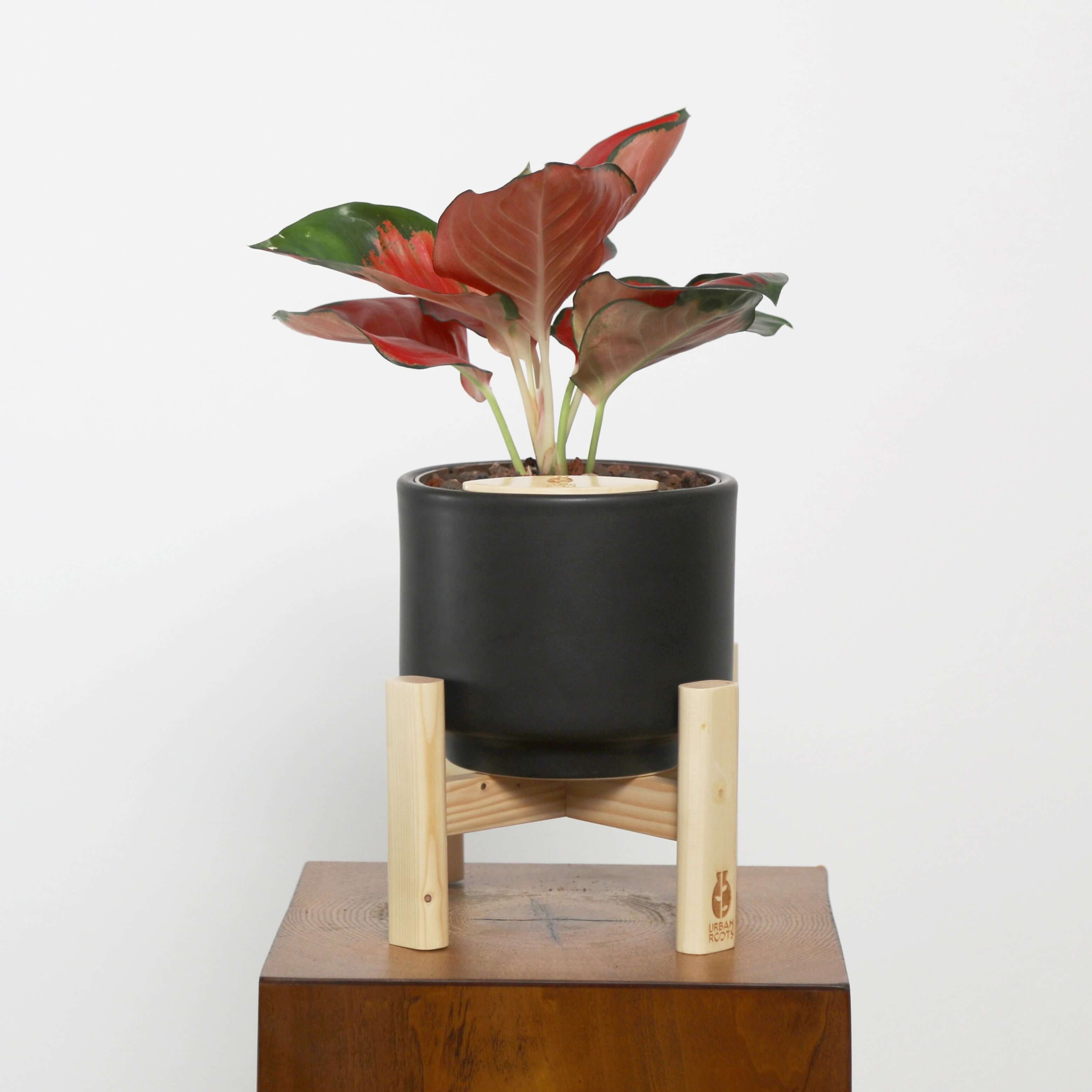 Aglaonema in Haku pot