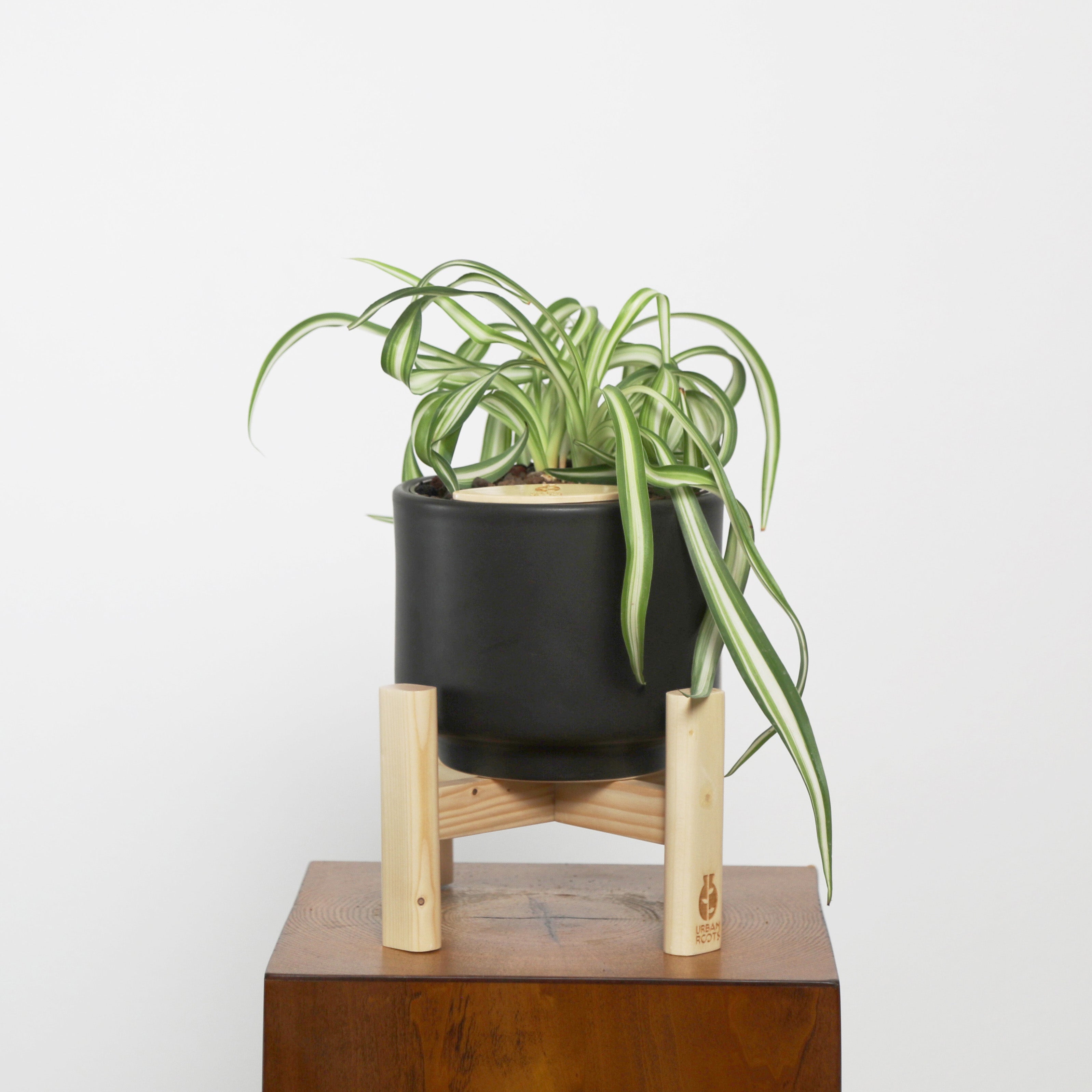 Bonnie Spider Plant in Haku pot (Chlorophytum comosum)