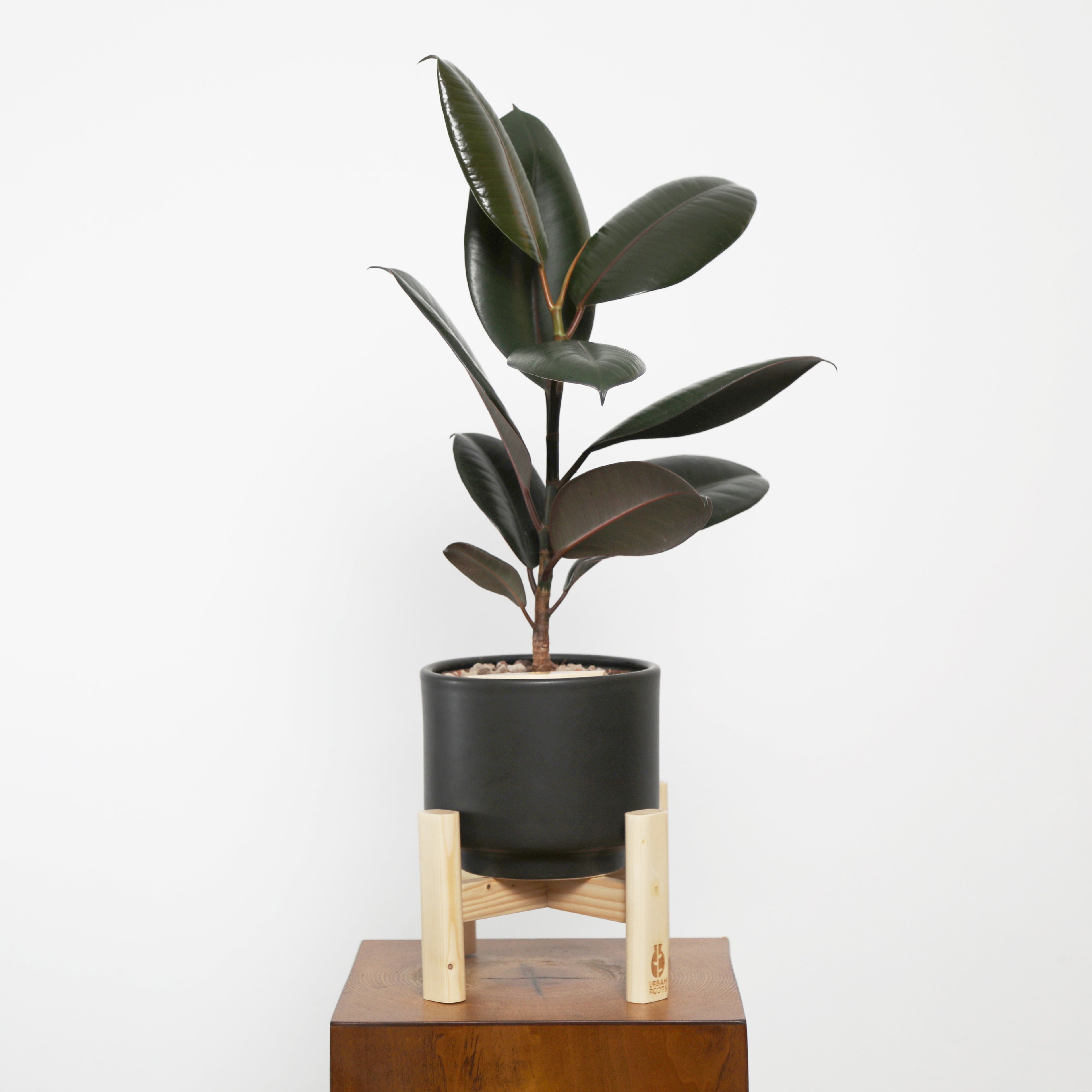 Rubber Fig in Haku pot (Ficus Elastica)