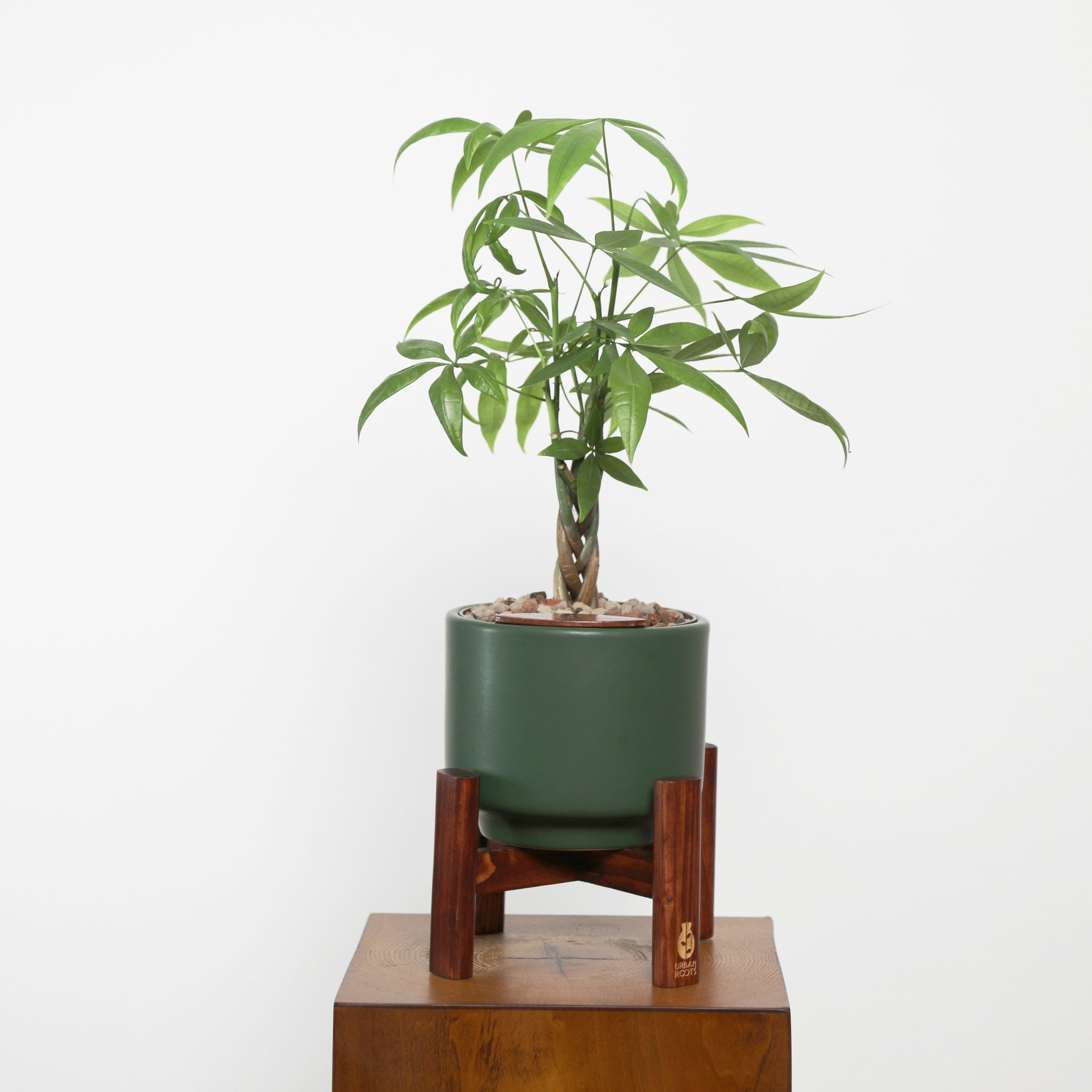 Money Tree in Haku pot (Pachira Aquatica)