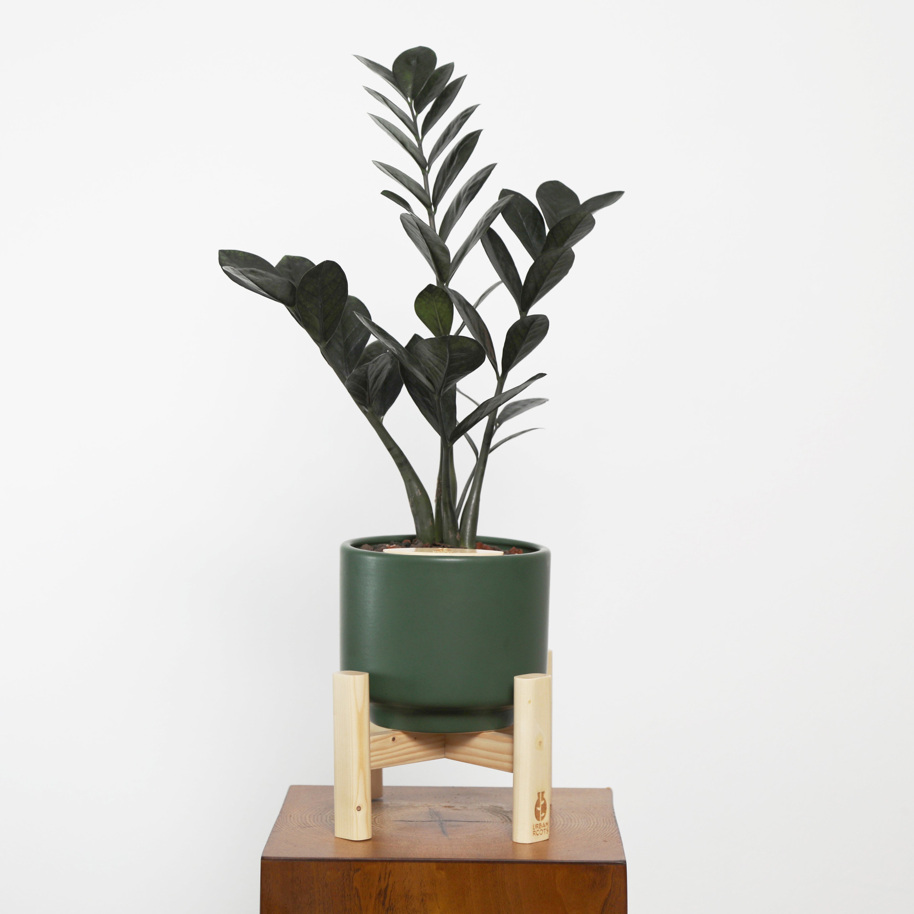 ZZ Plant in Haku pot